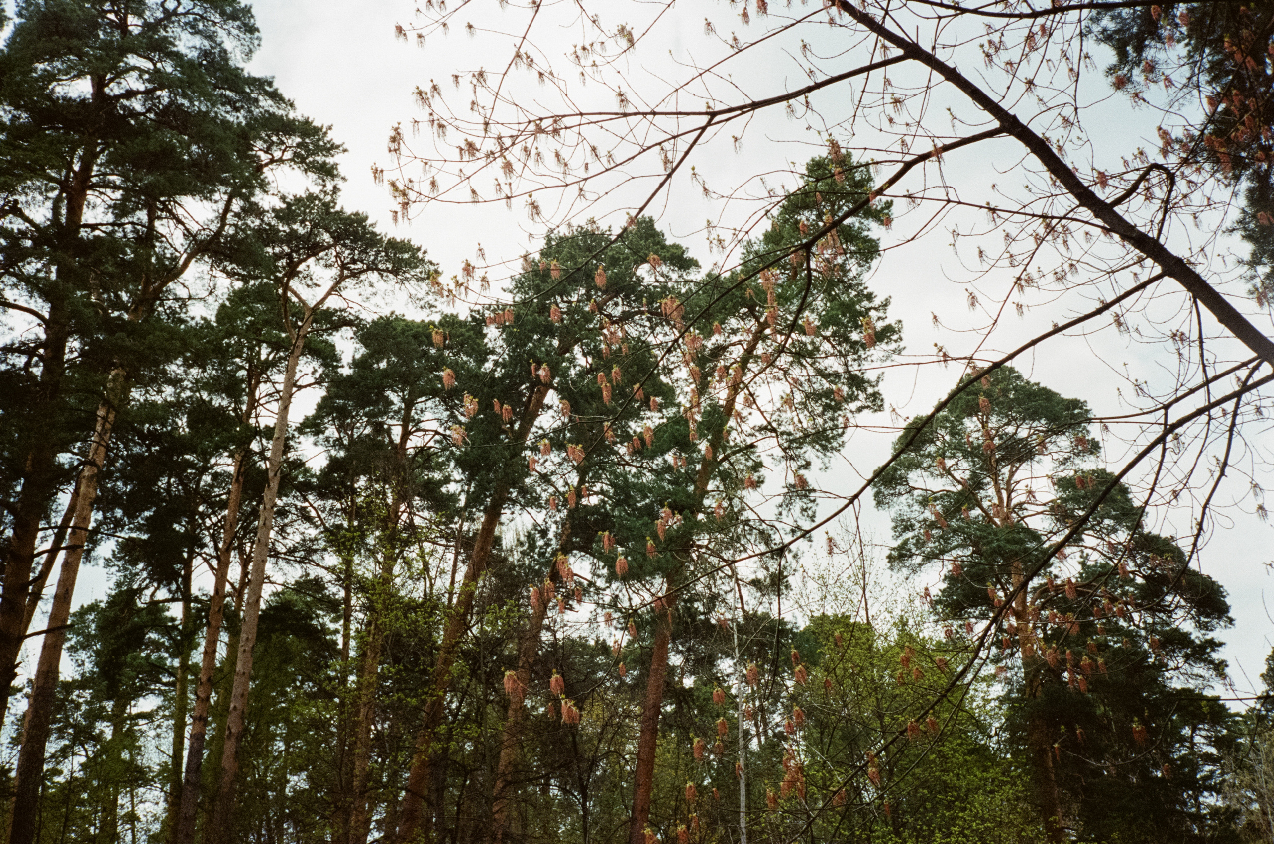 Серебряный бор. Весна. Фотограф-документалист Мария Осокина