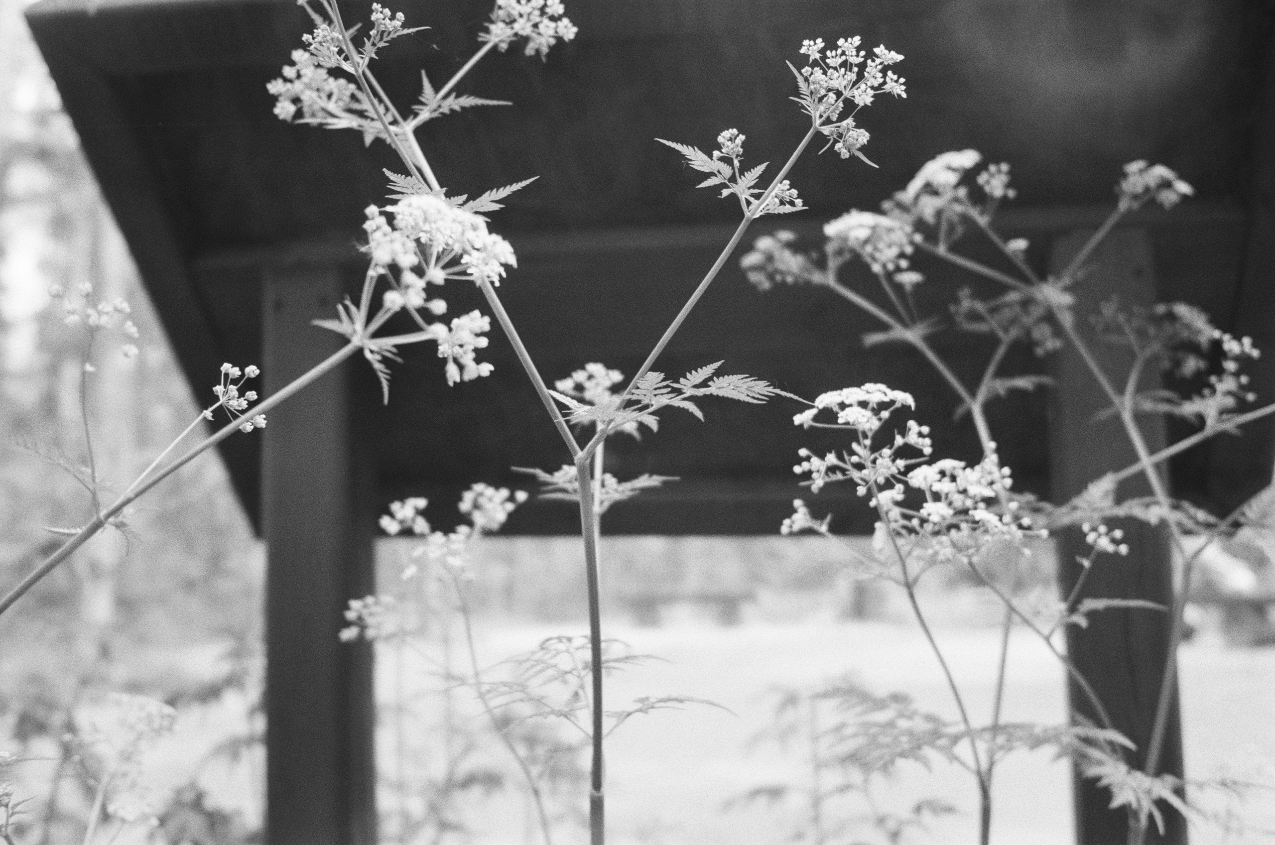 Серебряный Бор. Лето в ч/б. Фотограф-документалист Мария Осокина