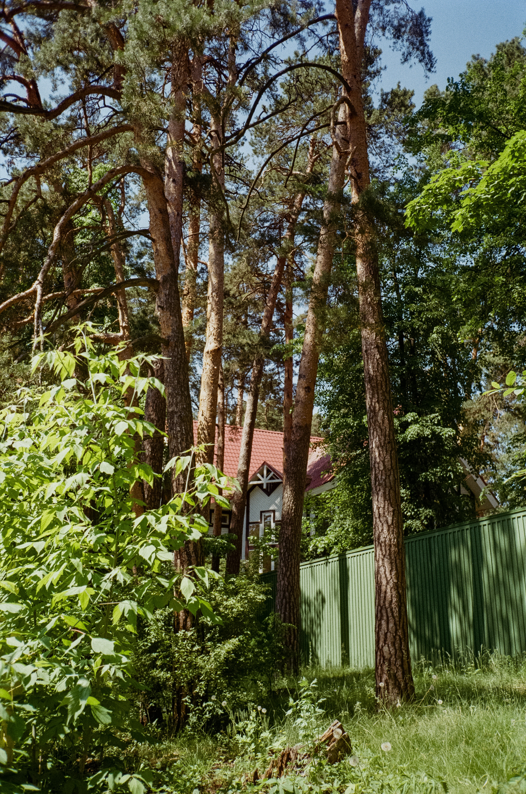 Серебряный Бор. Импрессионизм. Фотограф-документалист Мария Осокина