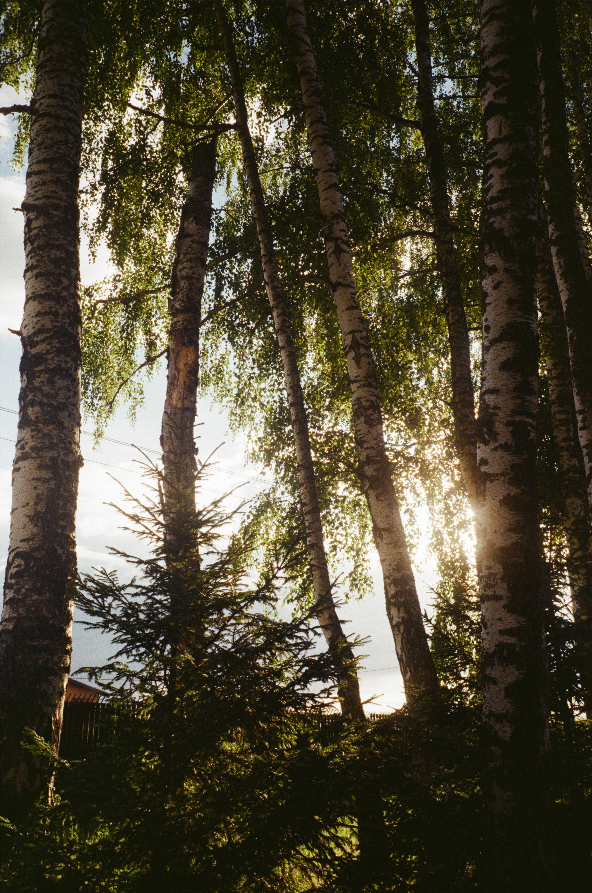 Тихая Заводь. Лес и пляж. Фотограф-документалист Мария Осокина