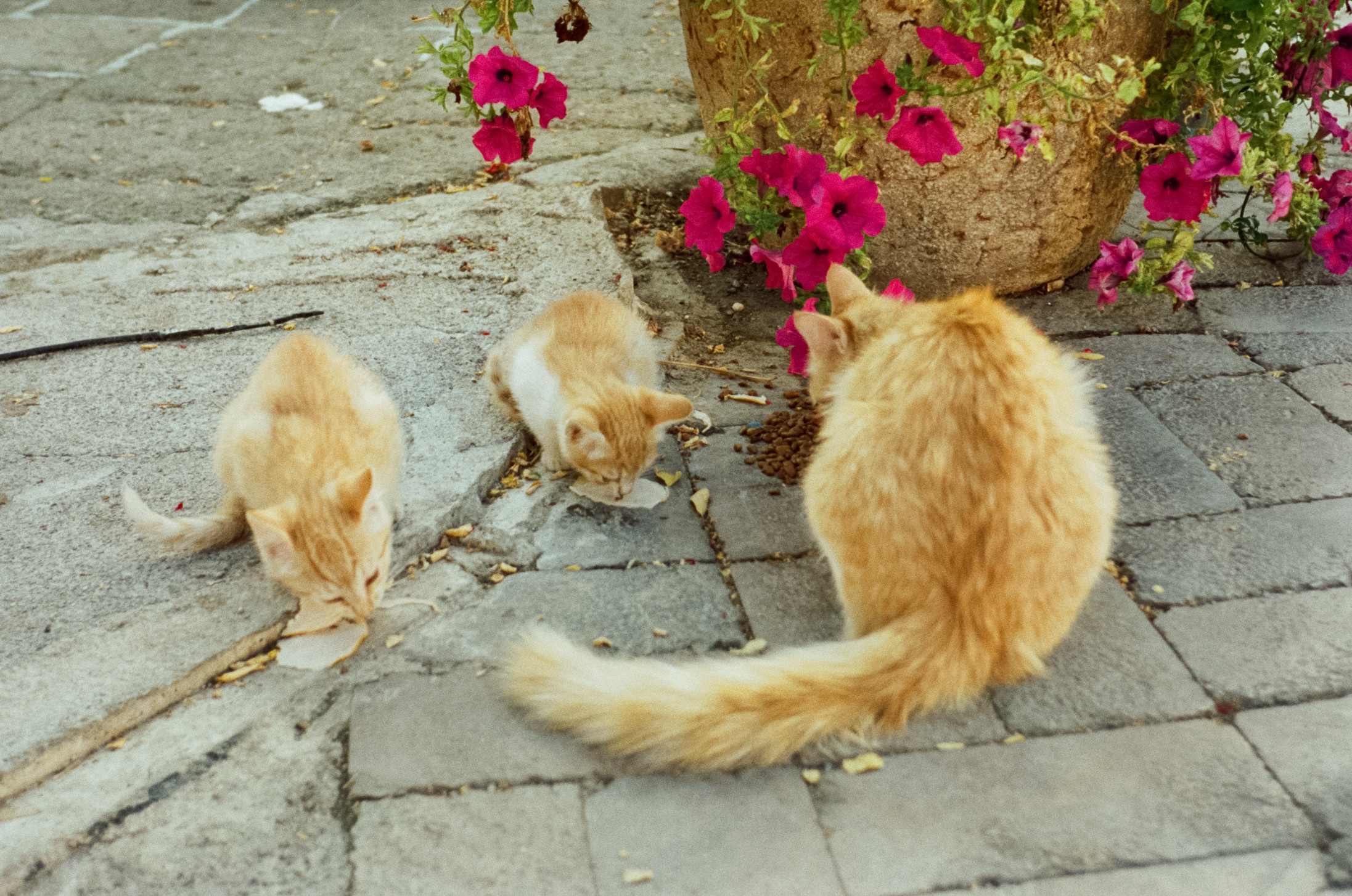 Улочки старого города, котики и кафе GeLatte. Фотограф-документалист Мария Осокина