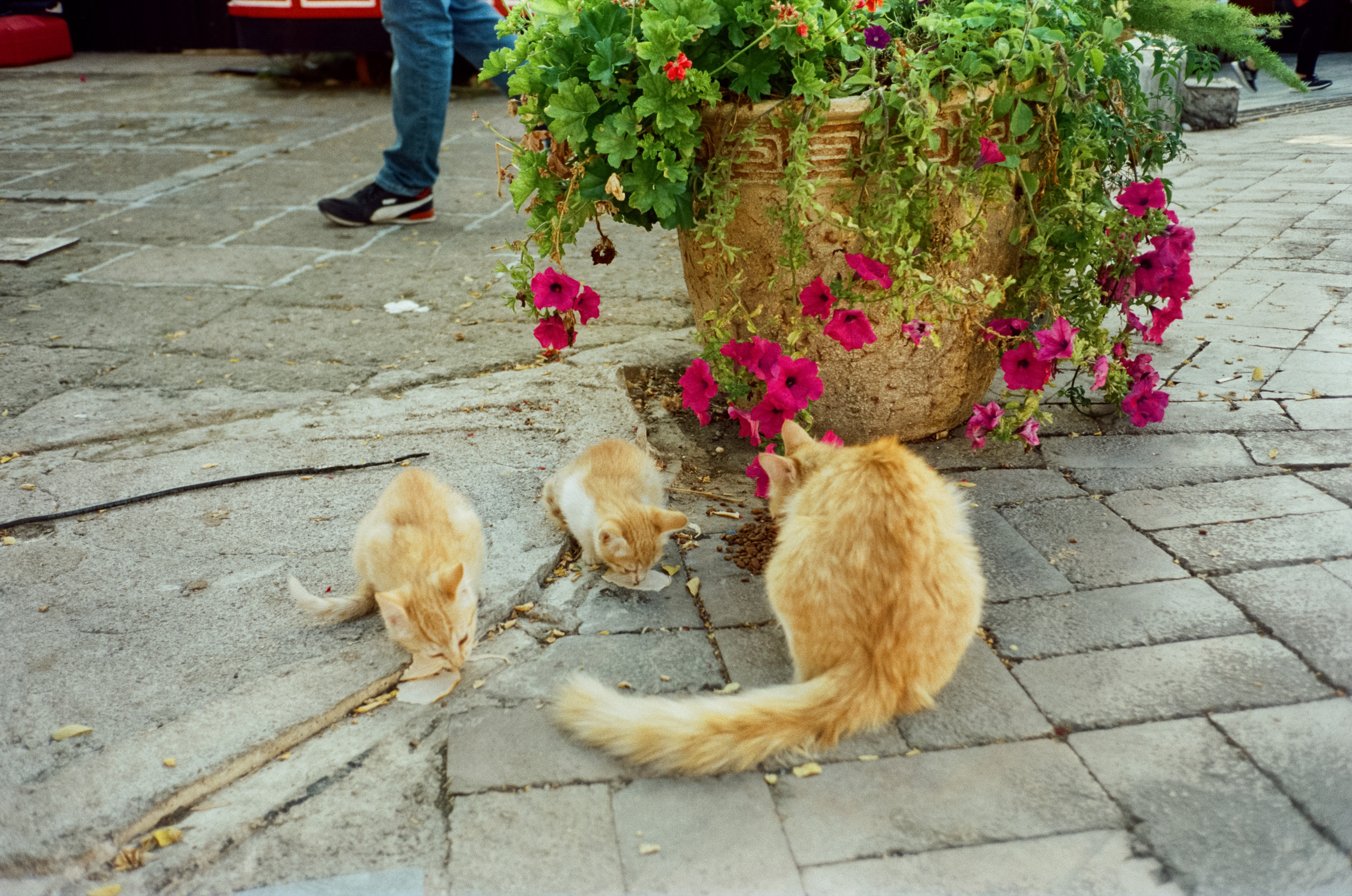 Улочки старого города, котики и кафе GeLatte. Фотограф-документалист Мария Осокина
