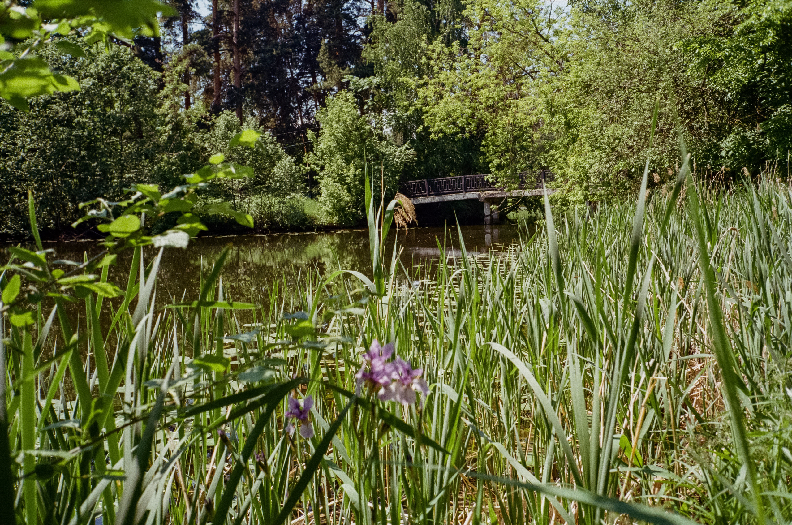 Серебряный Бор. Импрессионизм. Фотограф-документалист Мария Осокина