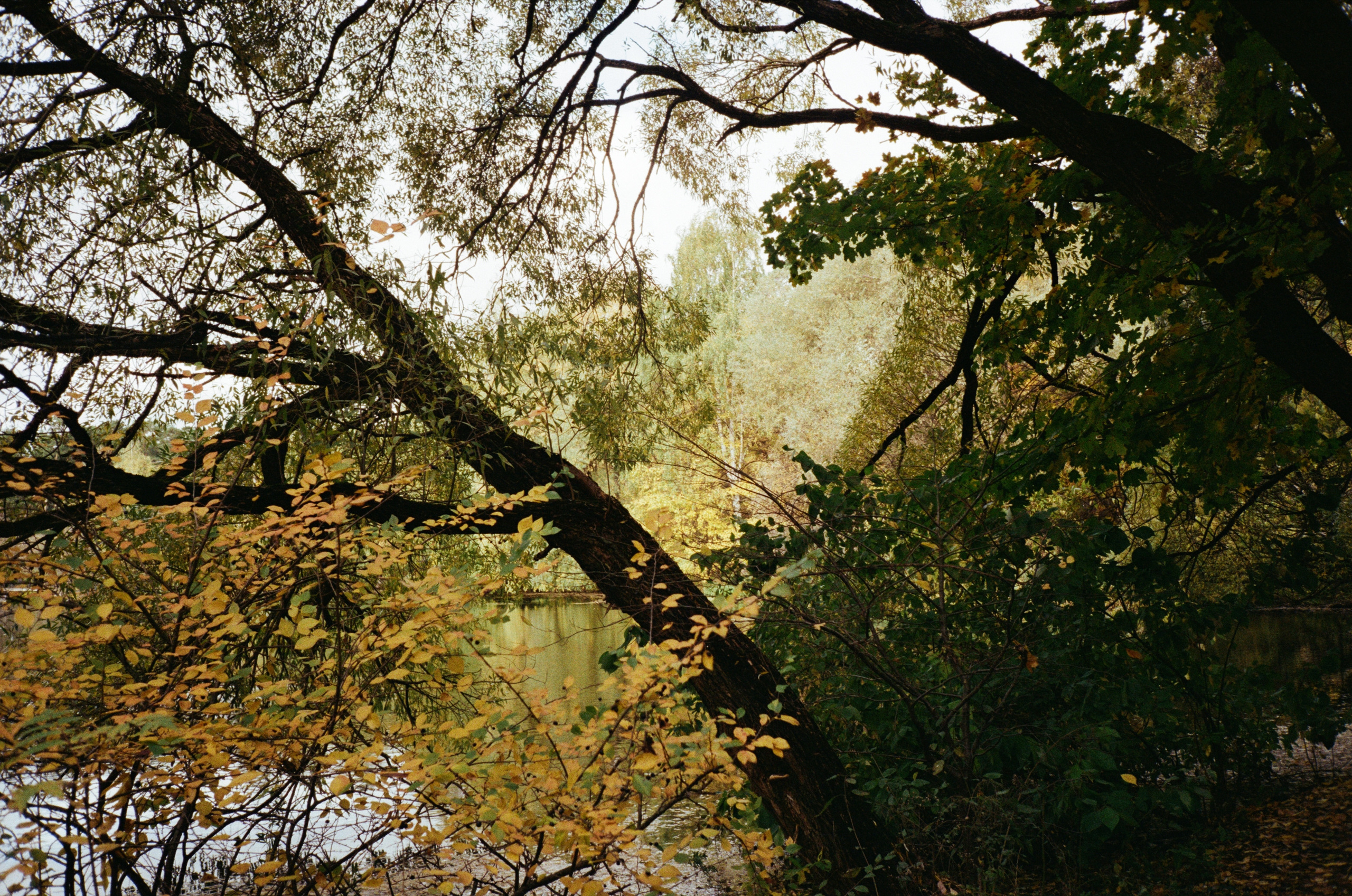 Серебряный Бор. Октябрь. Фотограф-документалист Мария Осокина