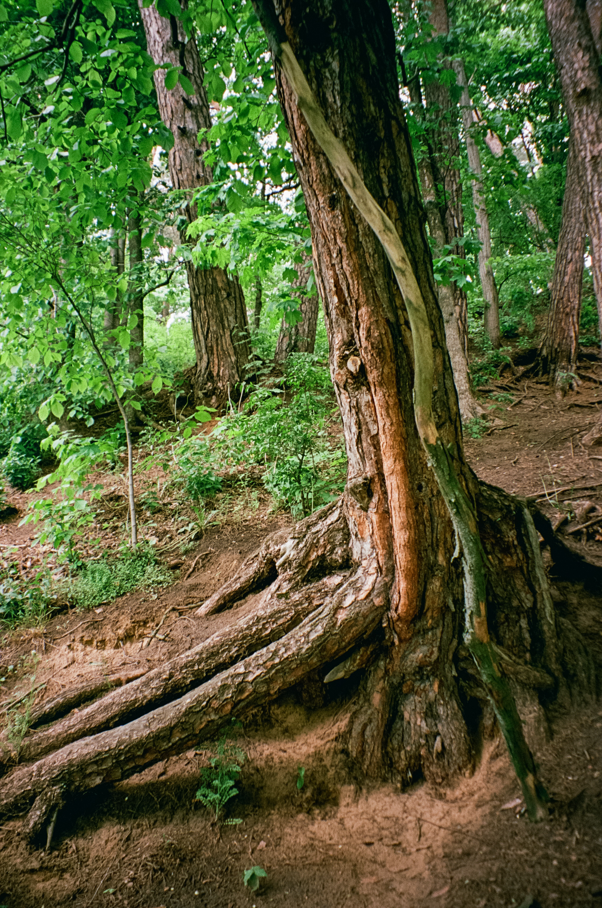 Архангельское. Июнь. Фотограф-документалист Мария Осокина