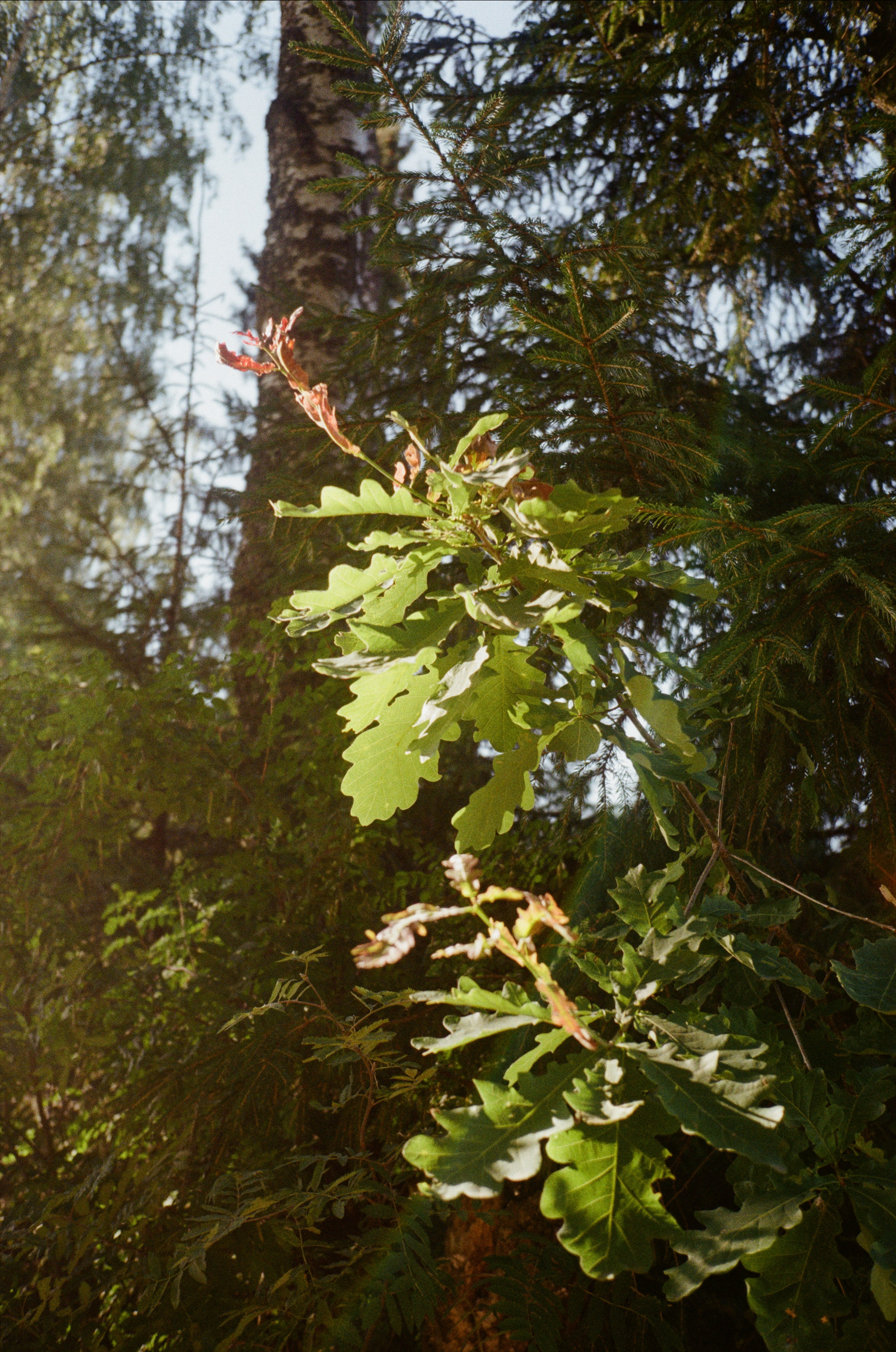 Тихая Заводь. Golden hour. Фотограф-документалист Мария Осокина