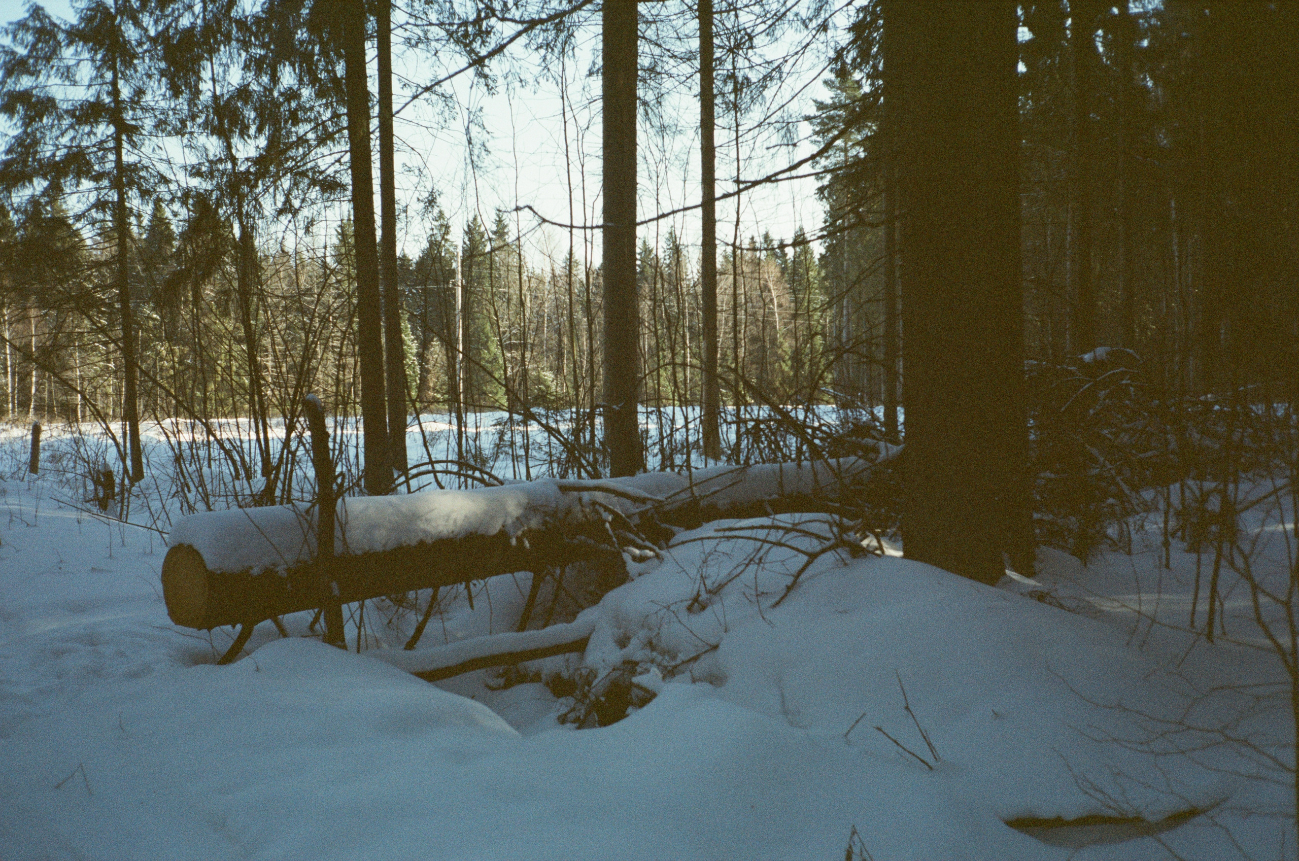 Лесная прогулка в День Рождения. Фотограф-документалист Мария Осокина
