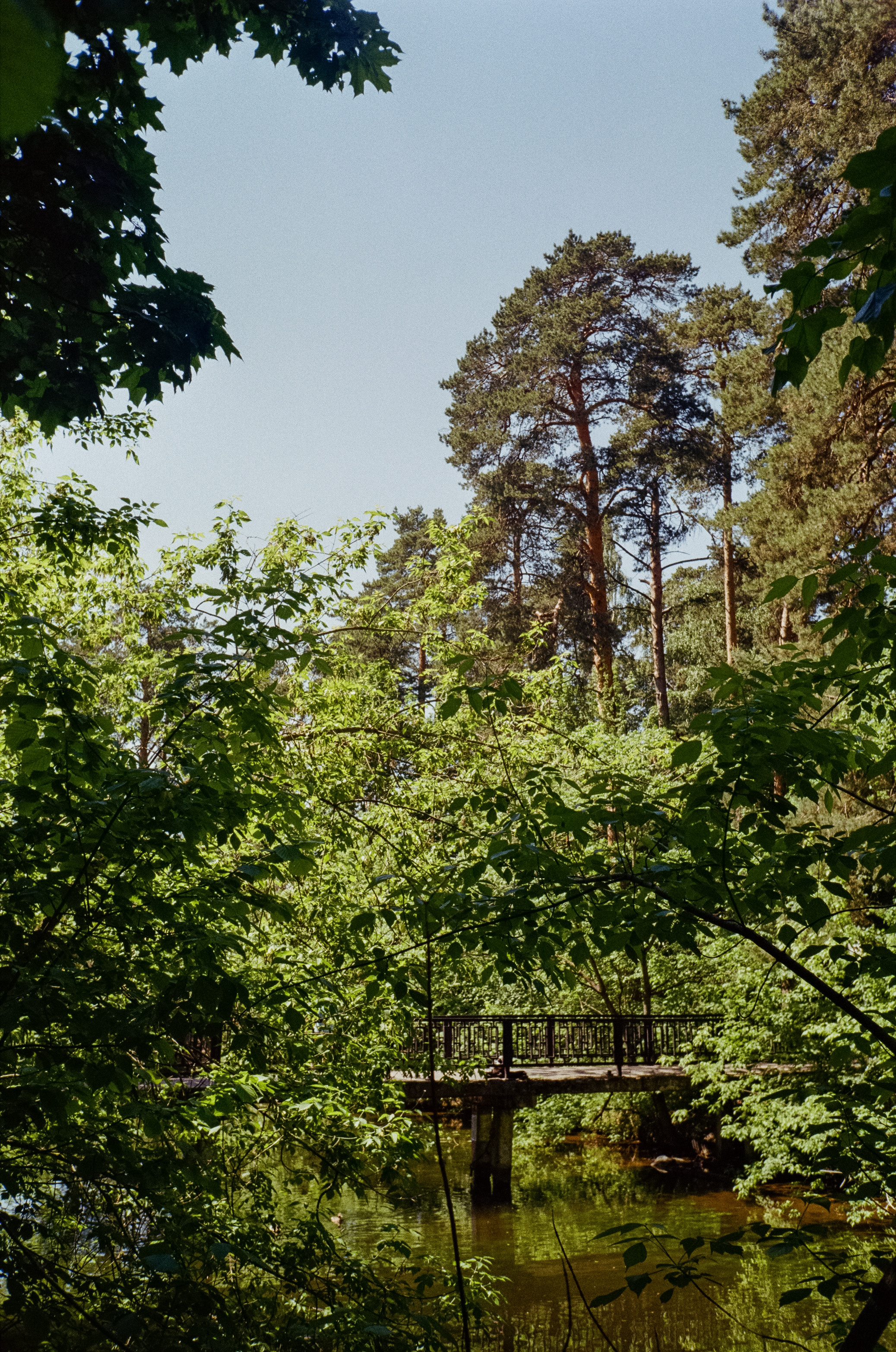 Серебряный Бор. Импрессионизм. Фотограф-документалист Мария Осокина