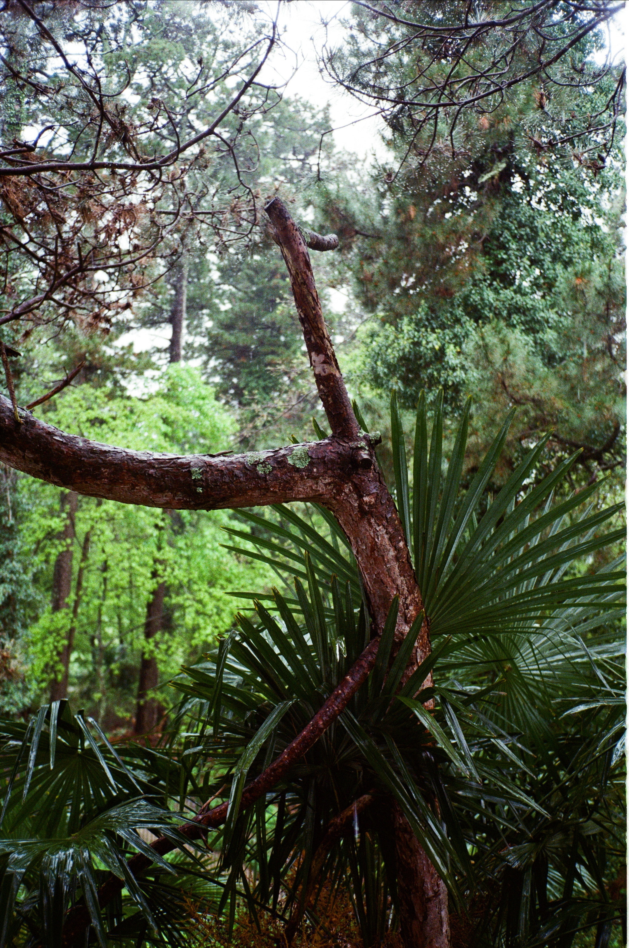 Сочинская дача Сталина. Фотограф-документалист Мария Осокина