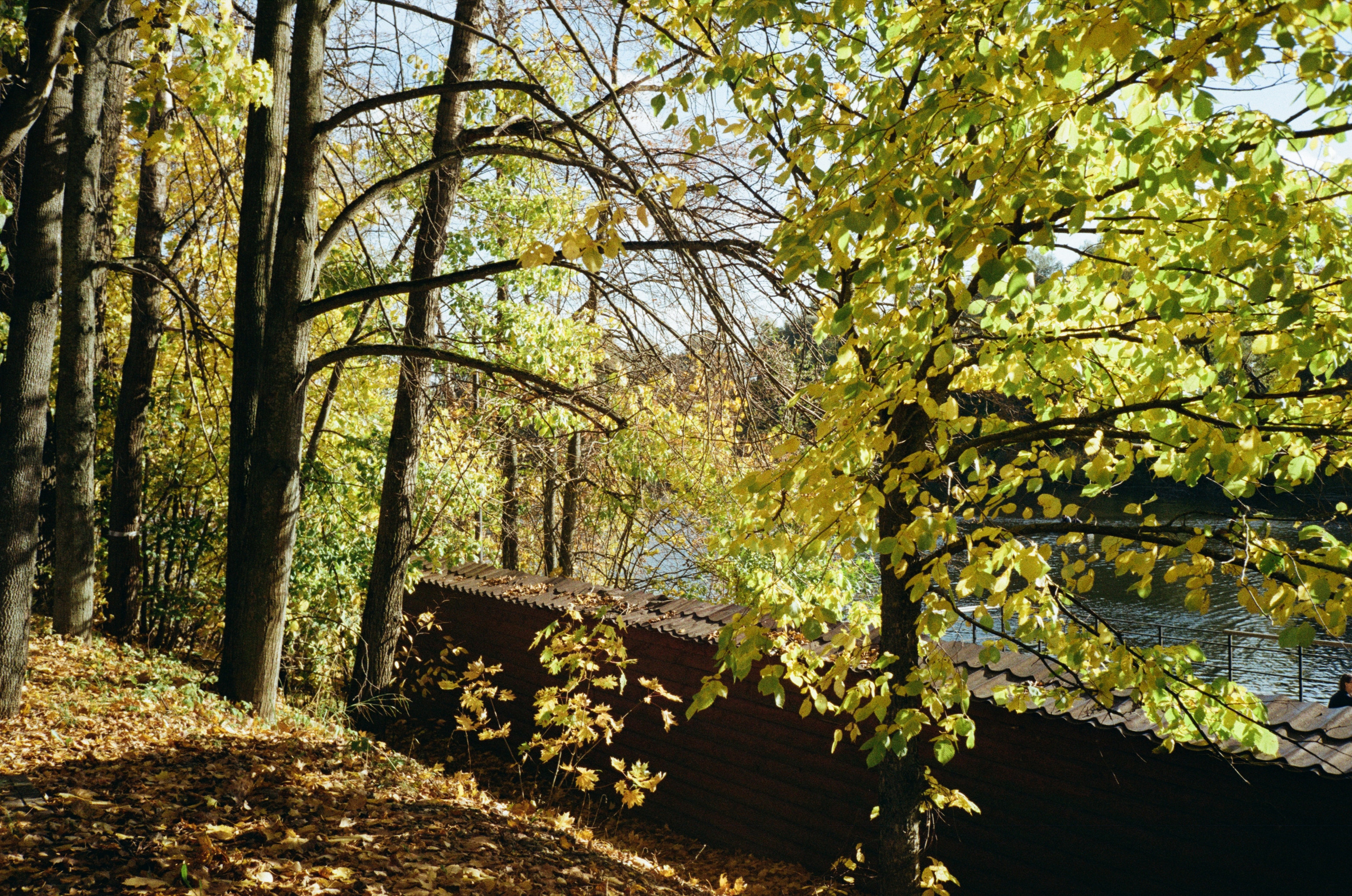 Архангельское. Золотая осень. Фотограф-документалист Мария Осокина