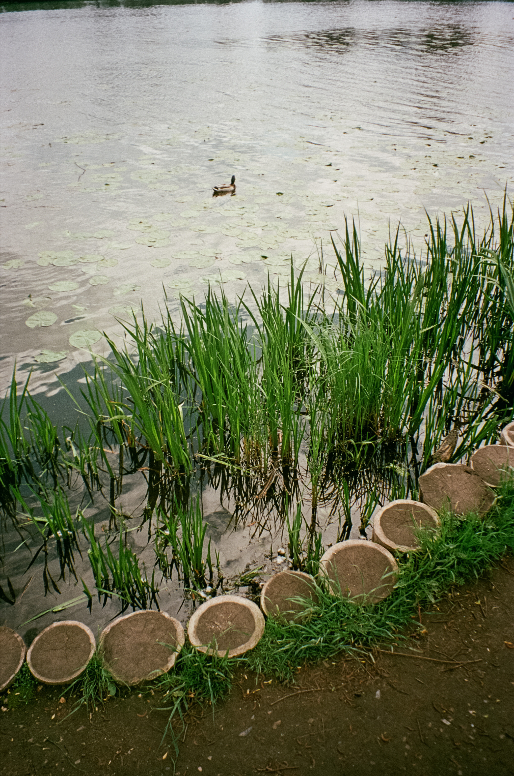 Архангельское. Июнь. Фотограф-документалист Мария Осокина