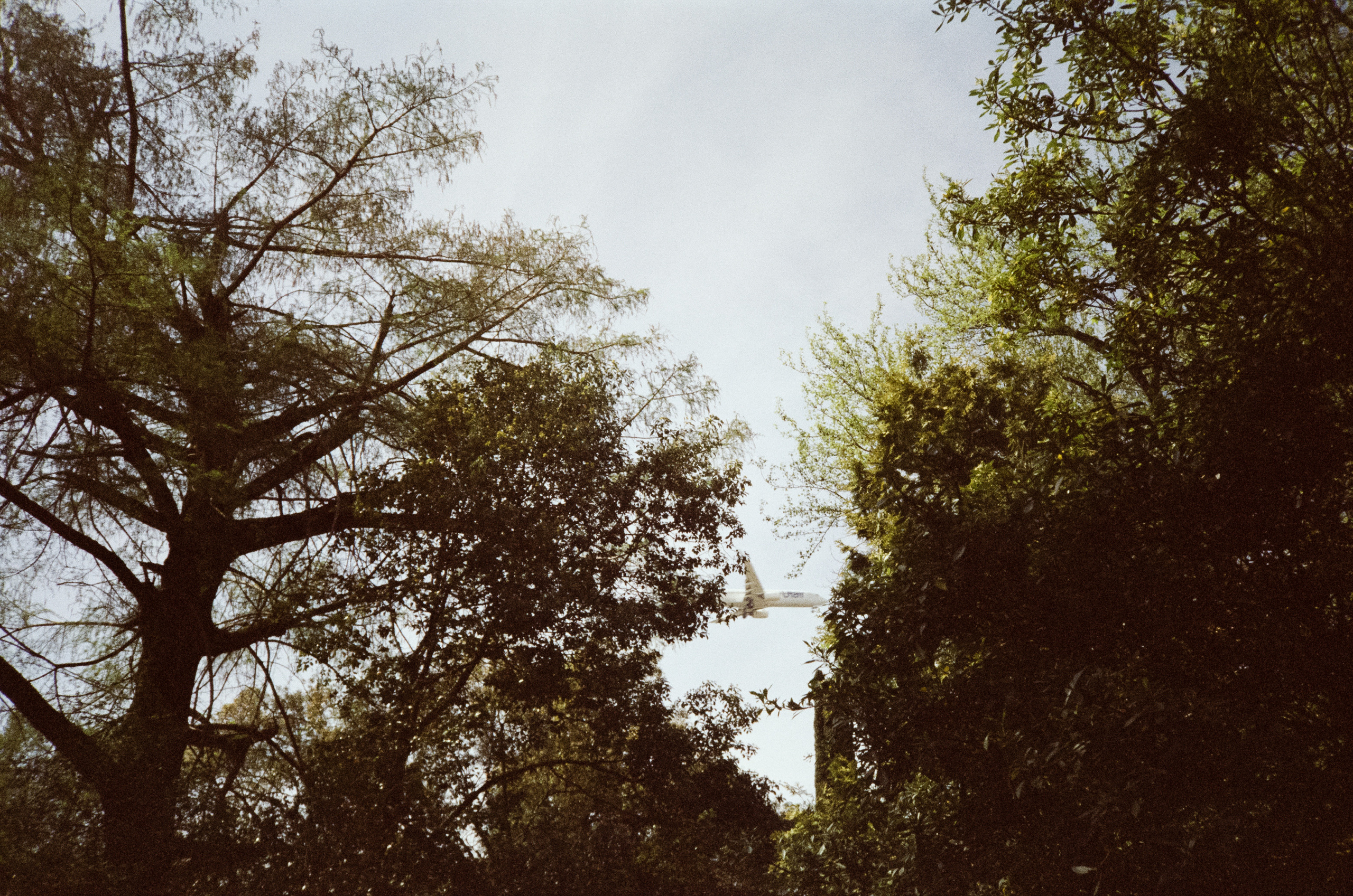 Южные культуры в Адлере. Самолеты. Фотограф-документалист Мария Осокина