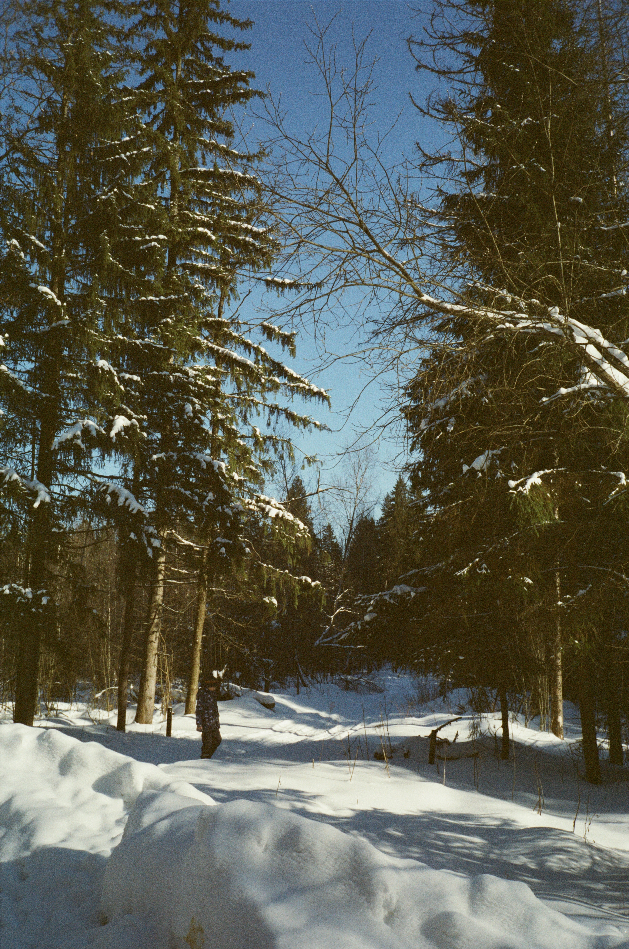 Лесная прогулка в День Рождения. Фотограф-документалист Мария Осокина