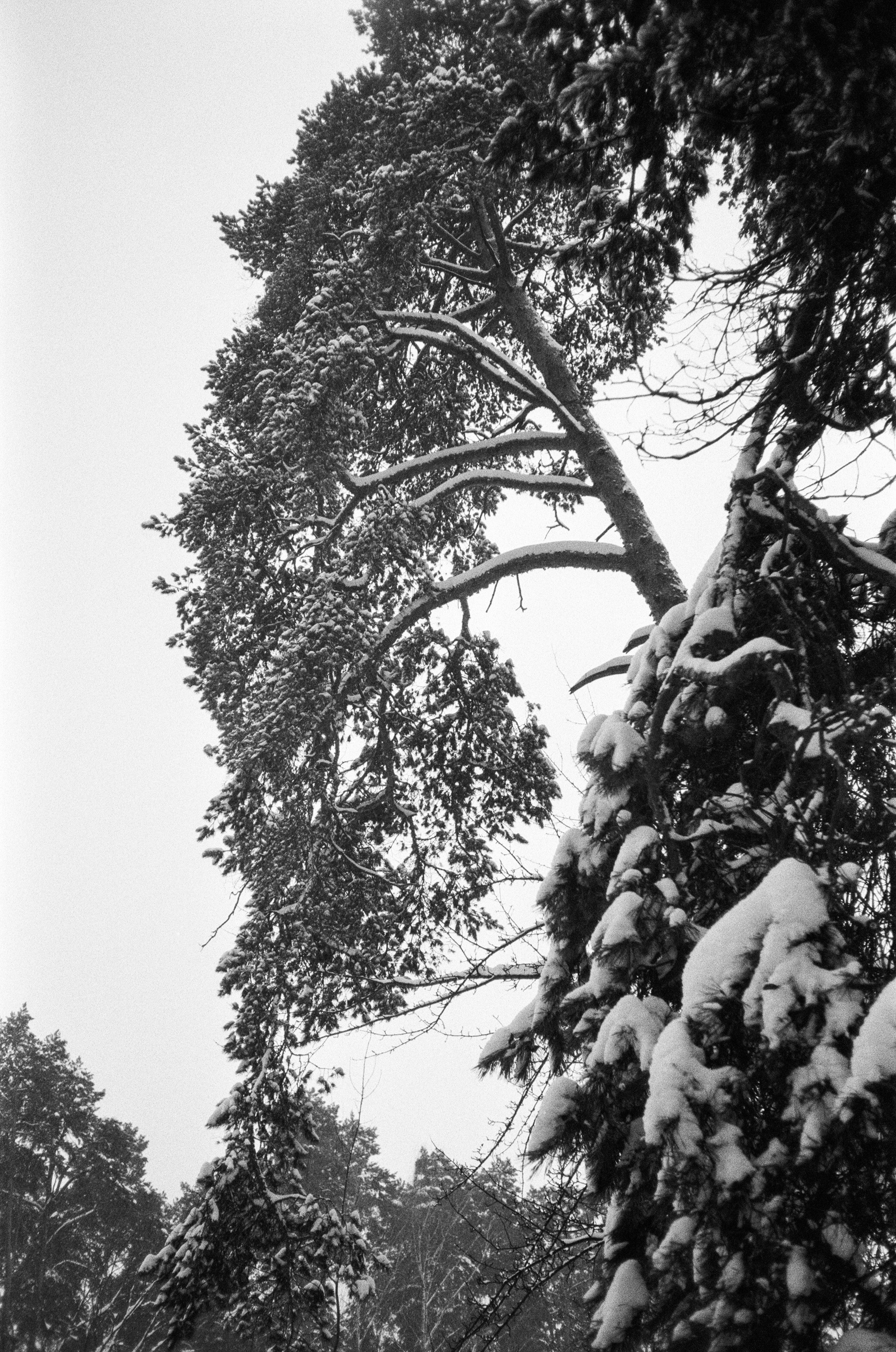 Серебряный Бор. Черно-белая зима. Фотограф-документалист Мария Осокина