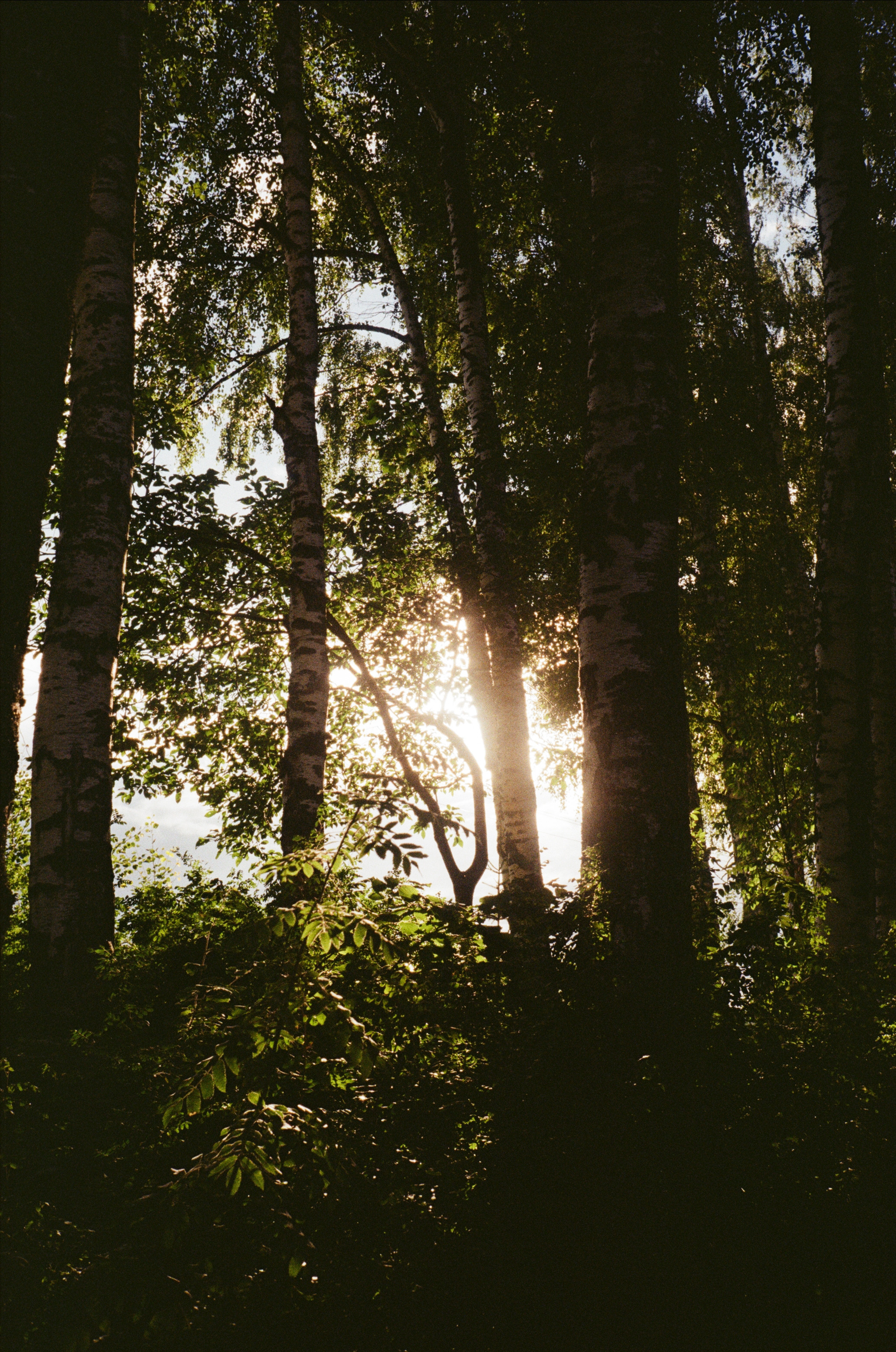 Тихая Заводь. Лес и пляж. Фотограф-документалист Мария Осокина
