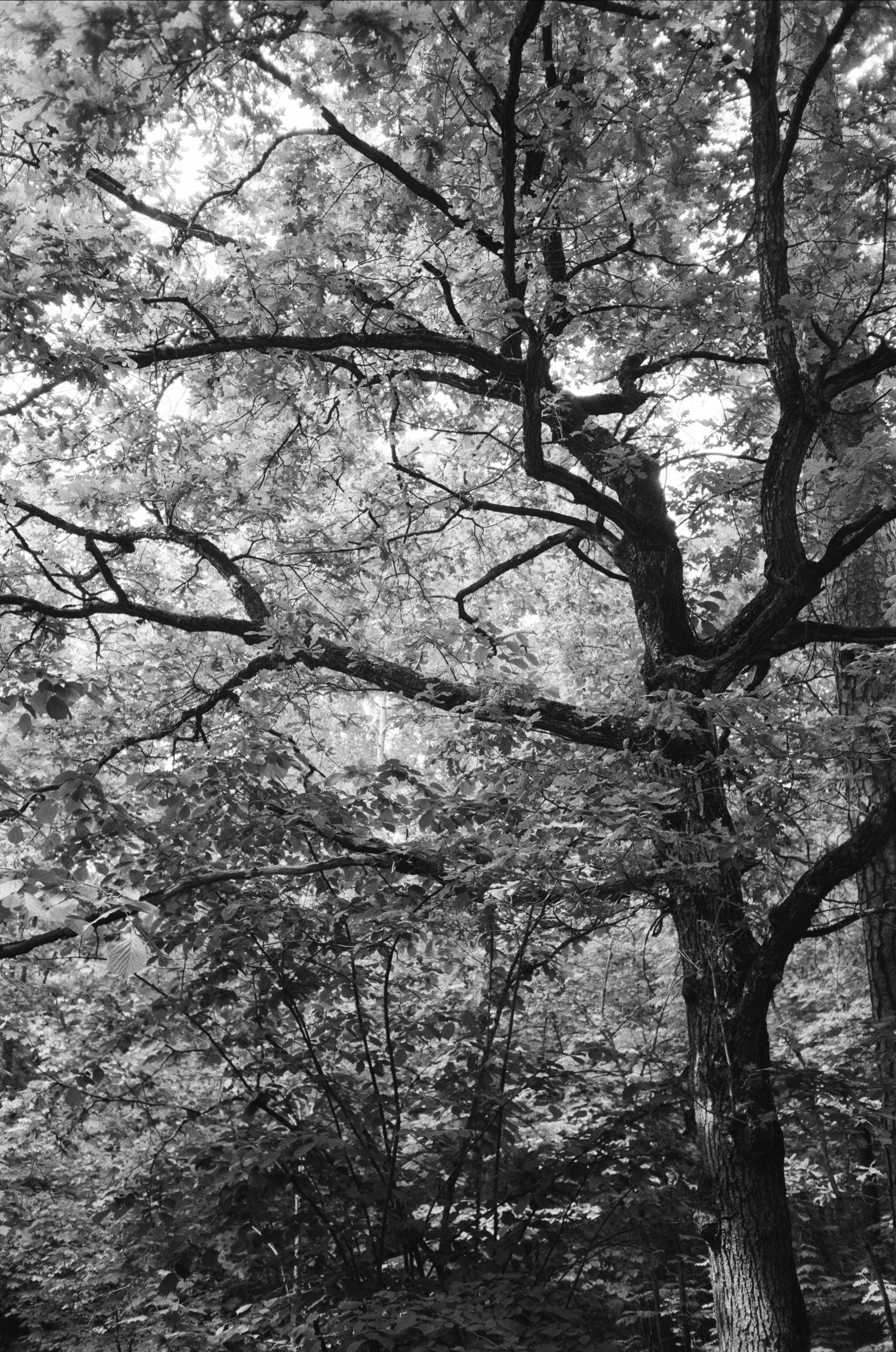 Серебряный Бор. Лето в ч/б. Фотограф-документалист Мария Осокина