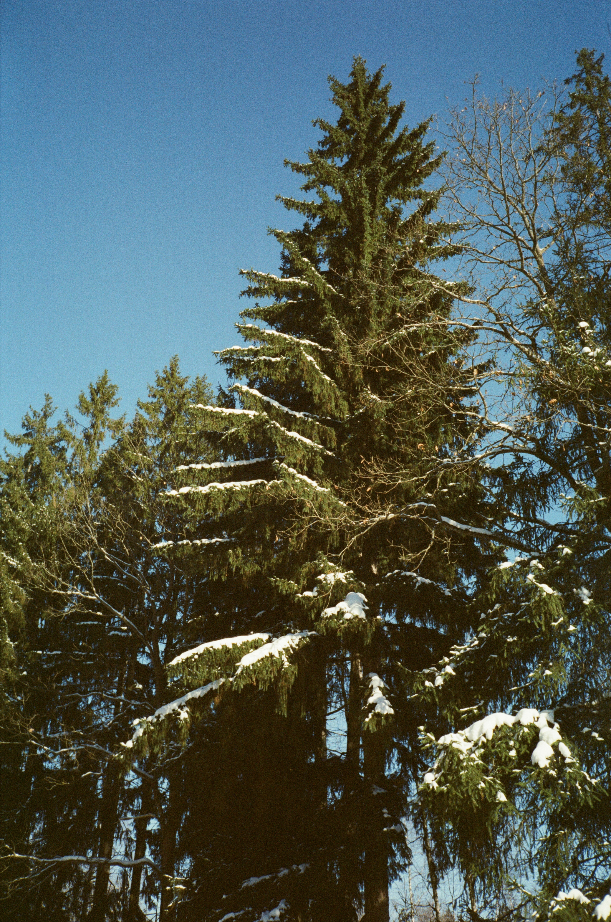 Лесная прогулка в День Рождения. Фотограф-документалист Мария Осокина