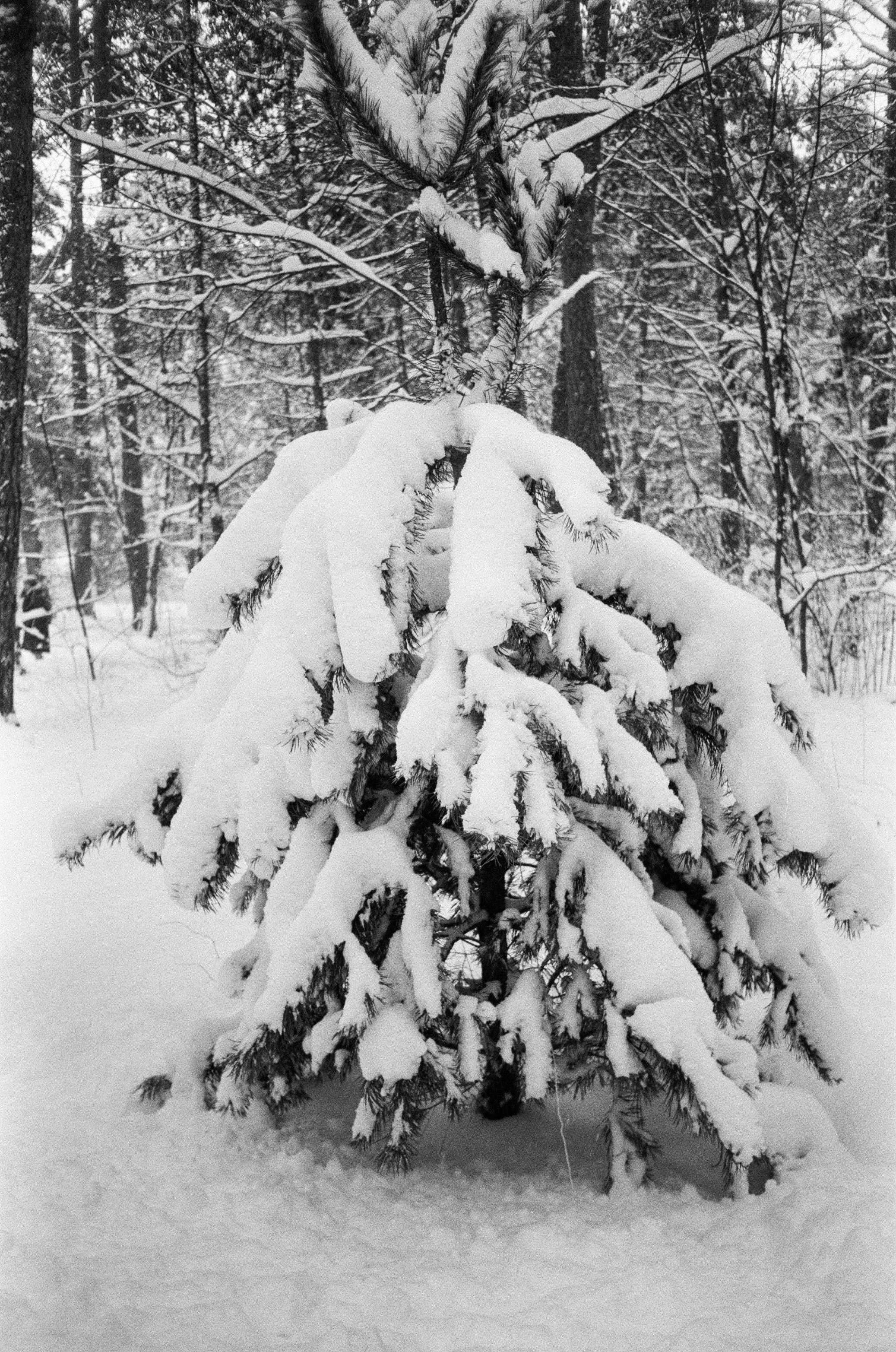 Серебряный Бор. Черно-белая зима. Фотограф-документалист Мария Осокина