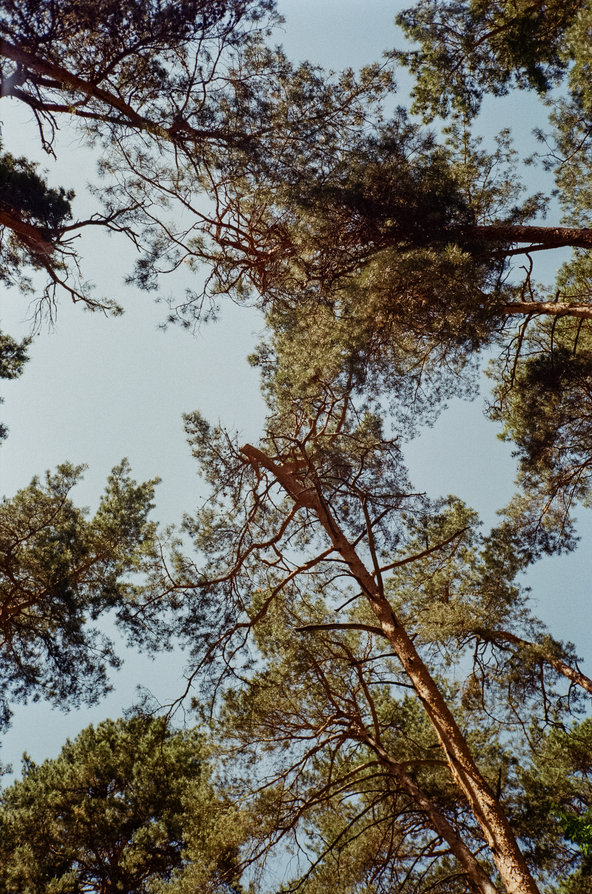 Серебряный Бор. Импрессионизм. Фотограф-документалист Мария Осокина