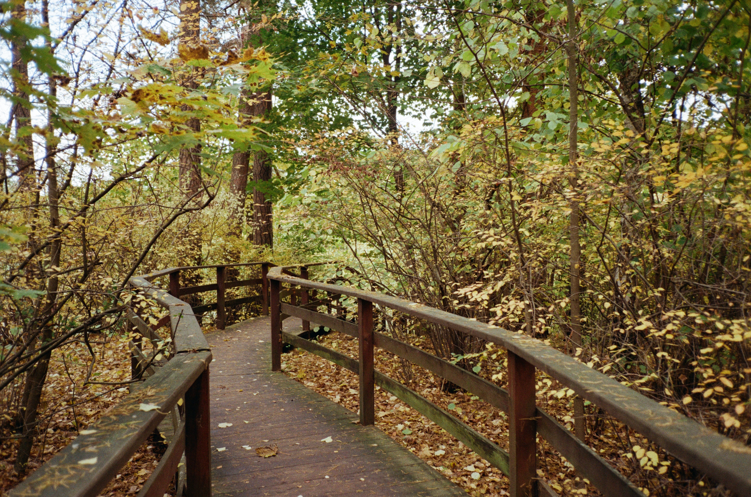 Серебряный Бор. Октябрь. Фотограф-документалист Мария Осокина