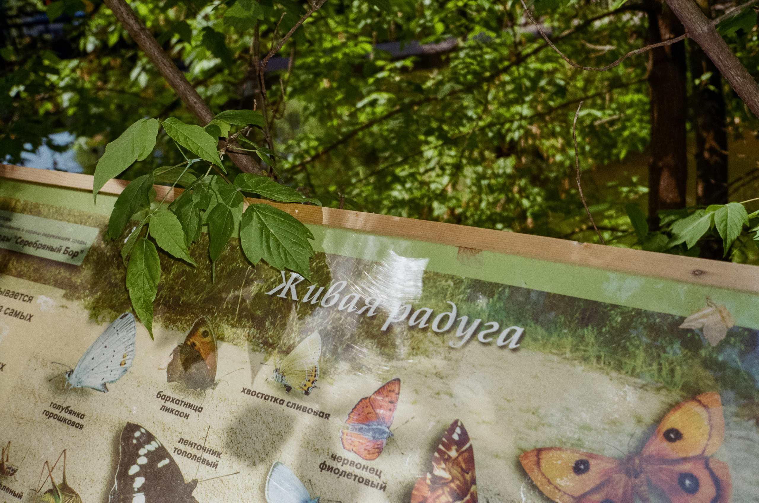 Серебряный Бор. Импрессионизм. Фотограф-документалист Мария Осокина