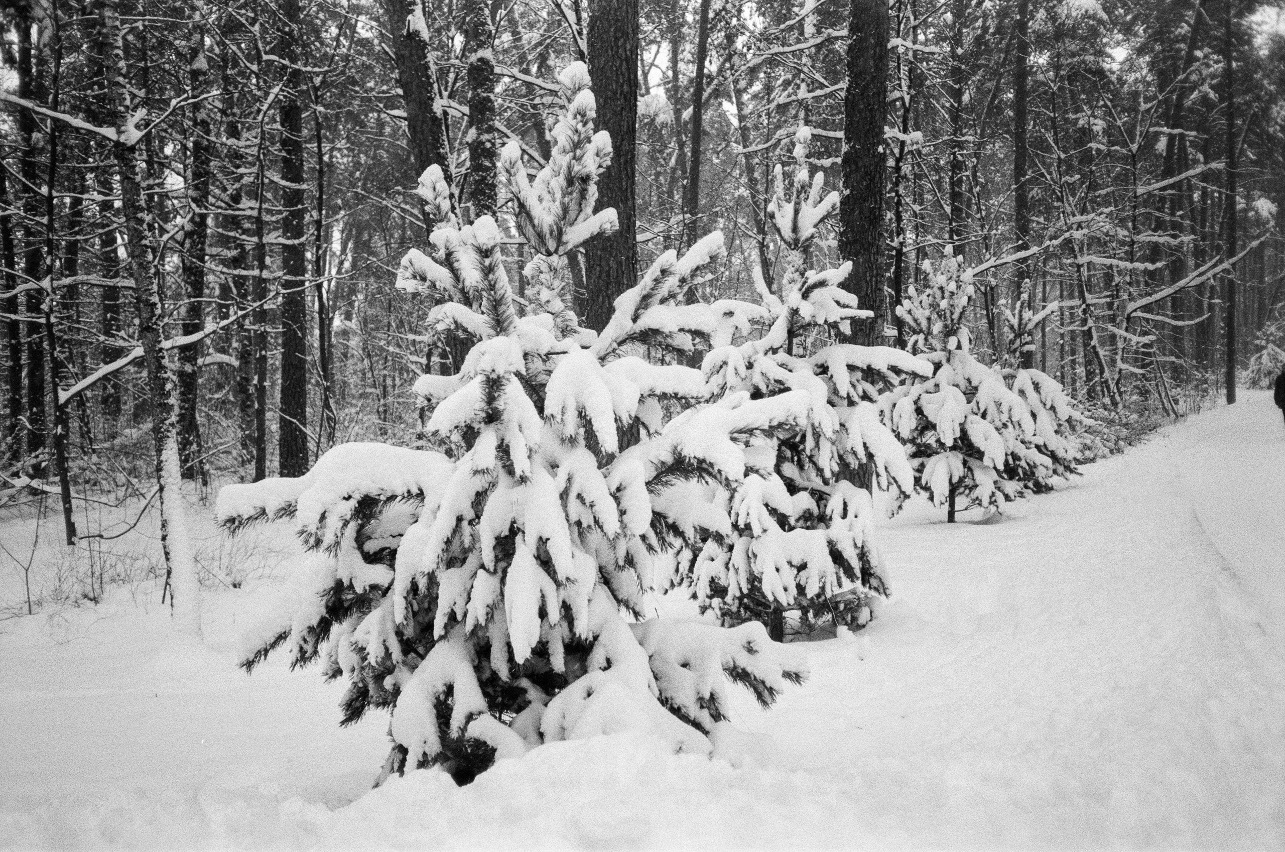 Серебряный Бор. Черно-белая зима. Фотограф-документалист Мария Осокина