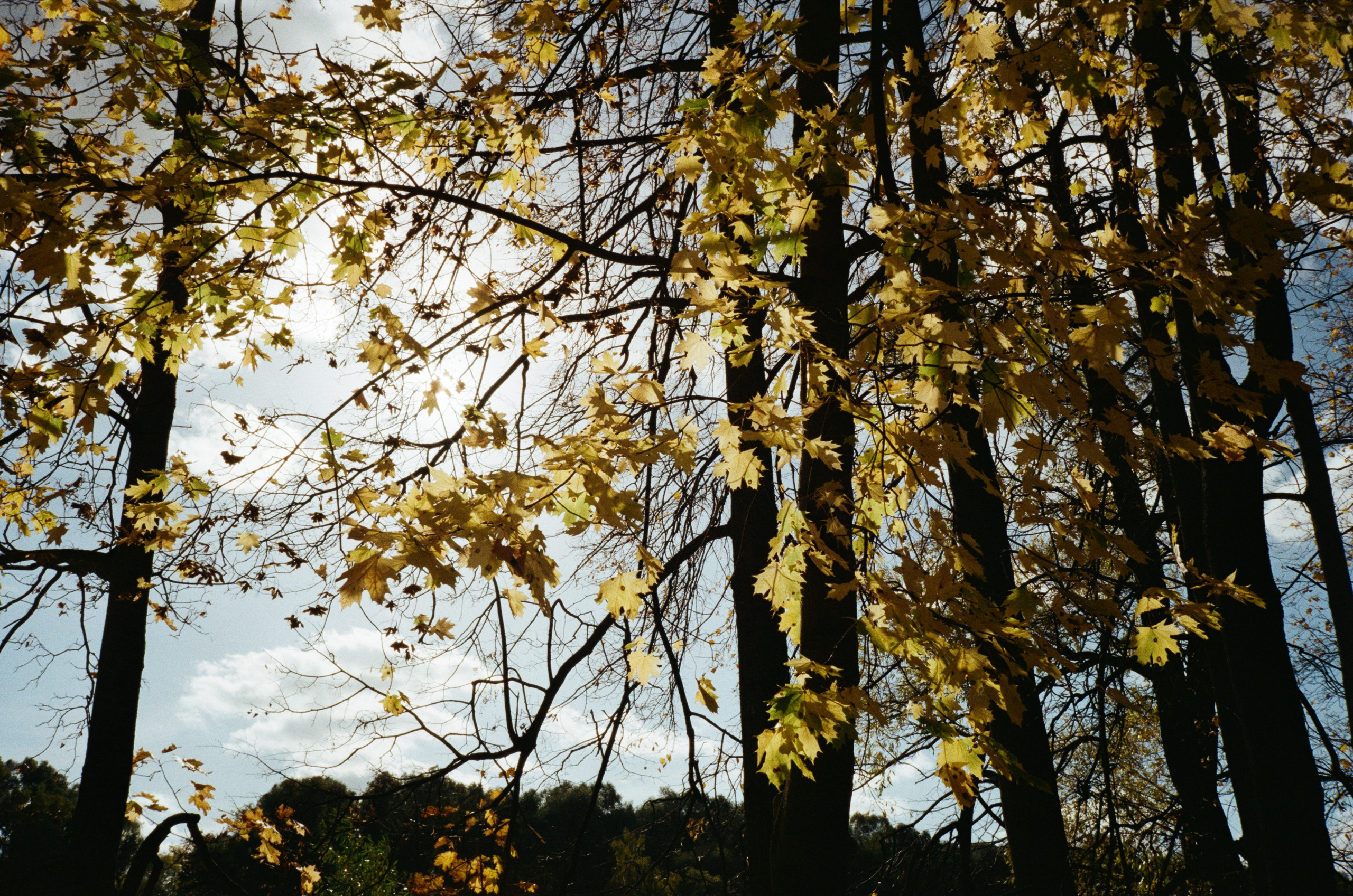Архангельское. Золотая осень. Фотограф-документалист Мария Осокина