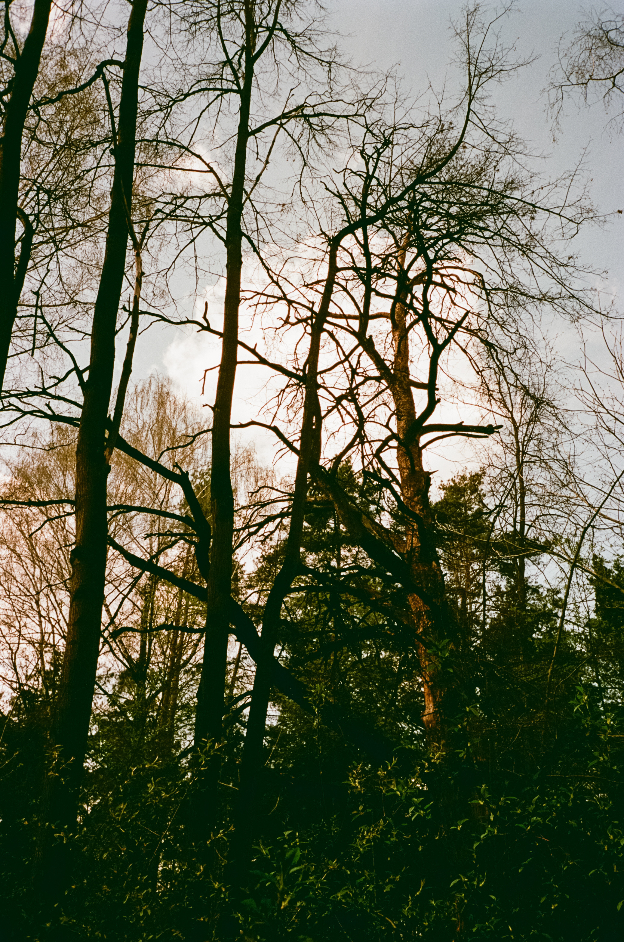 Серебряный Бор. Май. Сепия. Фотограф-документалист Мария Осокина