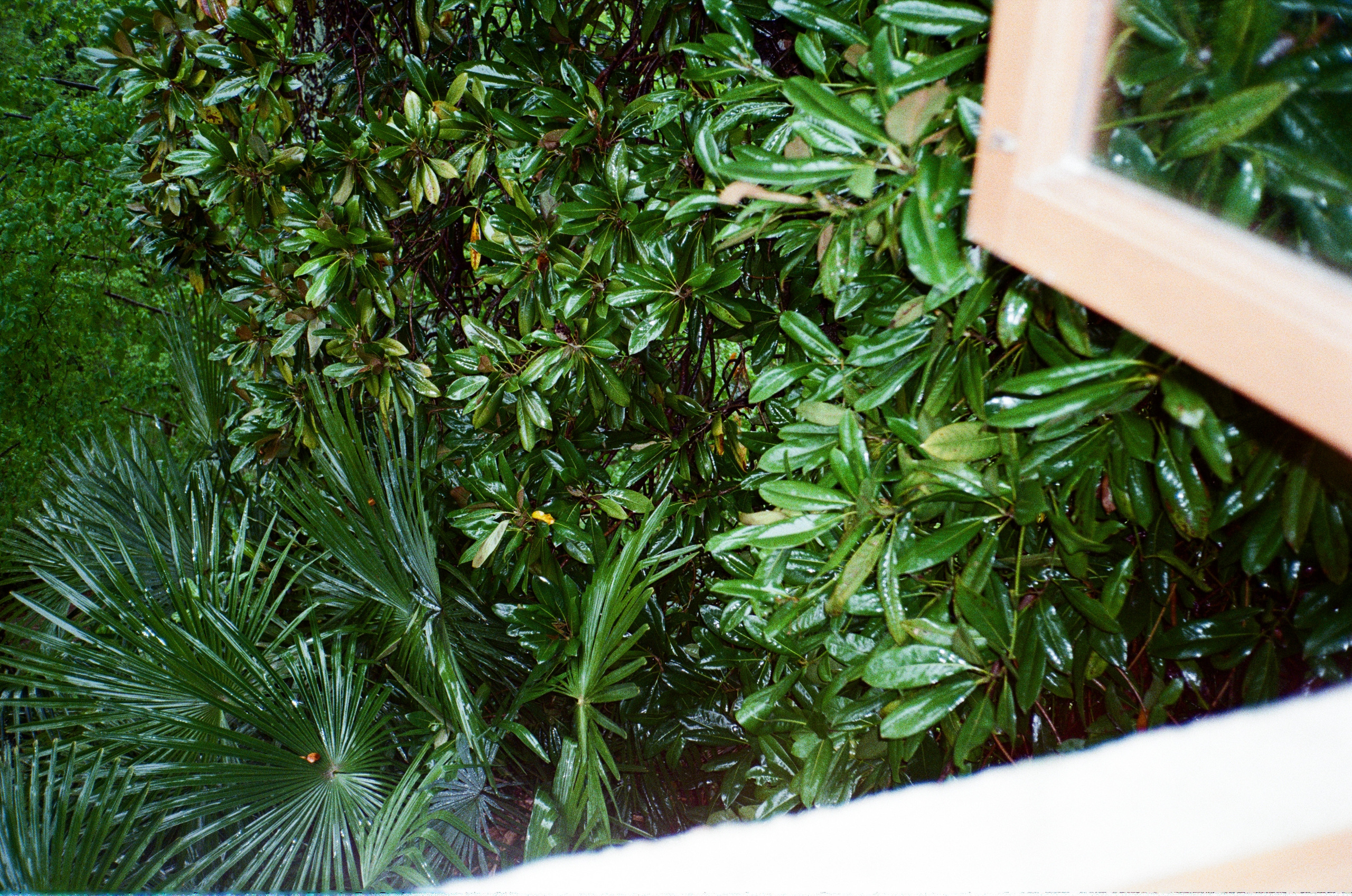 Сочинская дача Сталина. Фотограф-документалист Мария Осокина