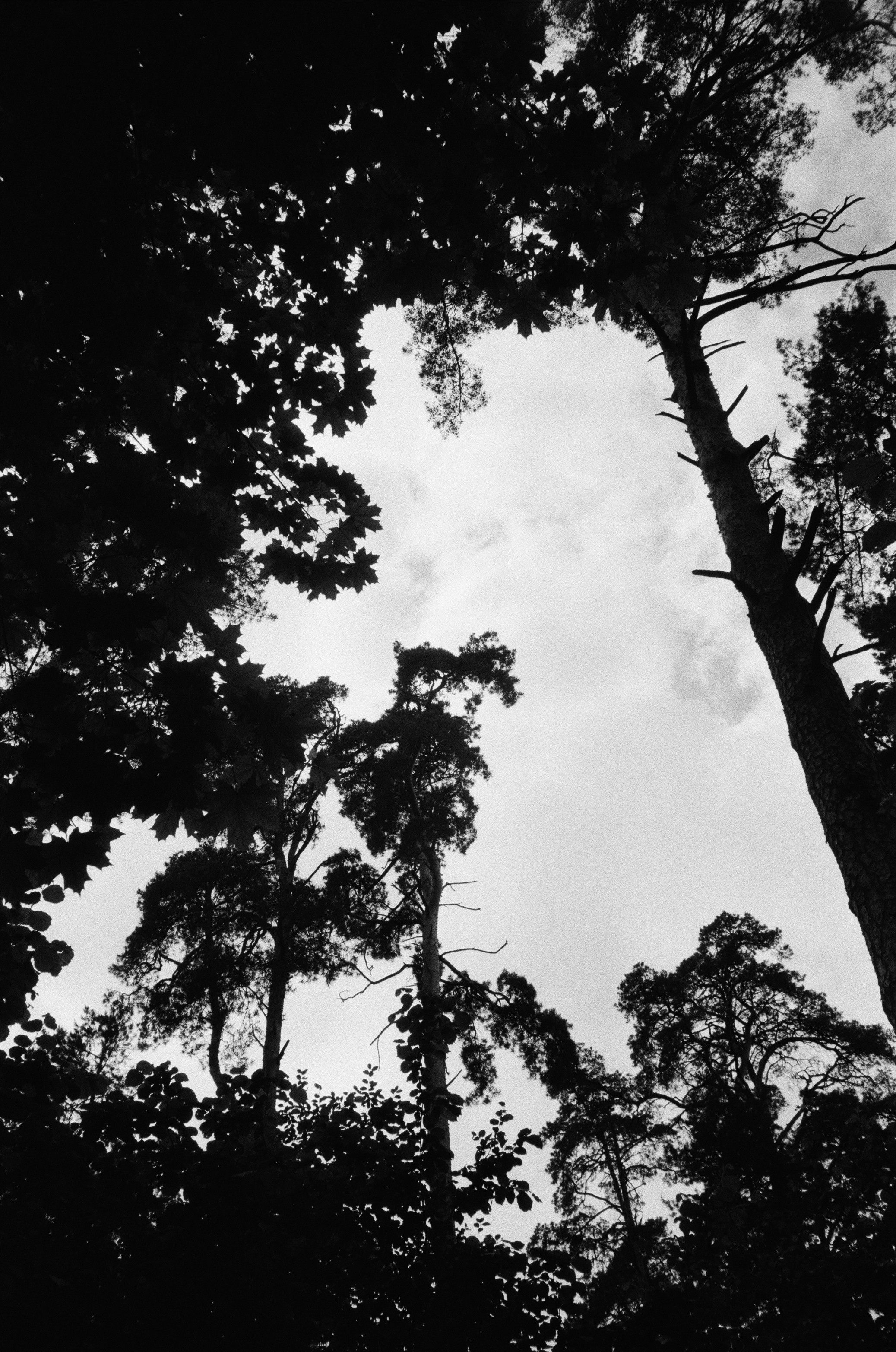 Серебряный Бор. Лето в ч/б. Фотограф-документалист Мария Осокина