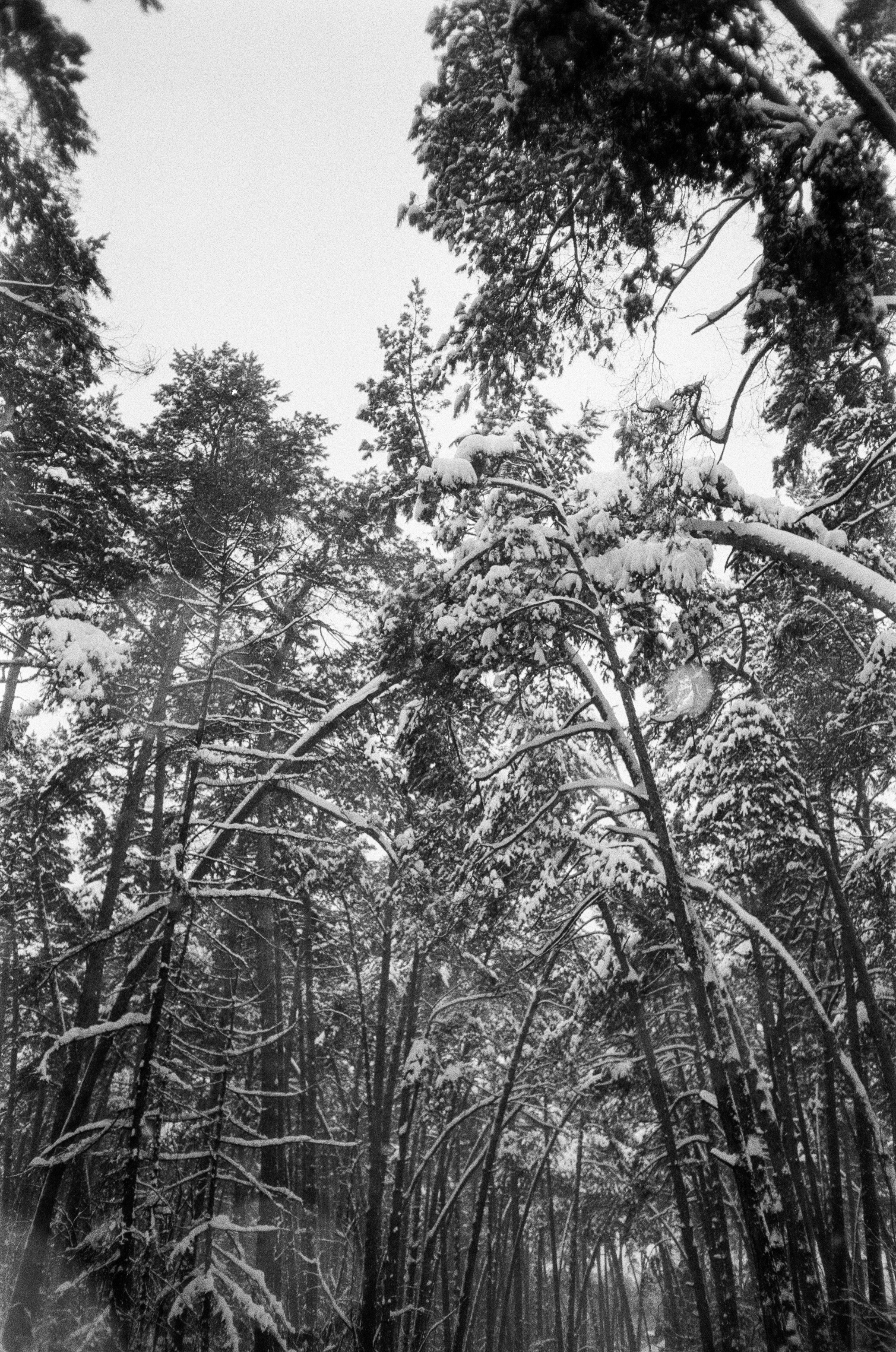 Серебряный Бор. Черно-белая зима. Фотограф-документалист Мария Осокина