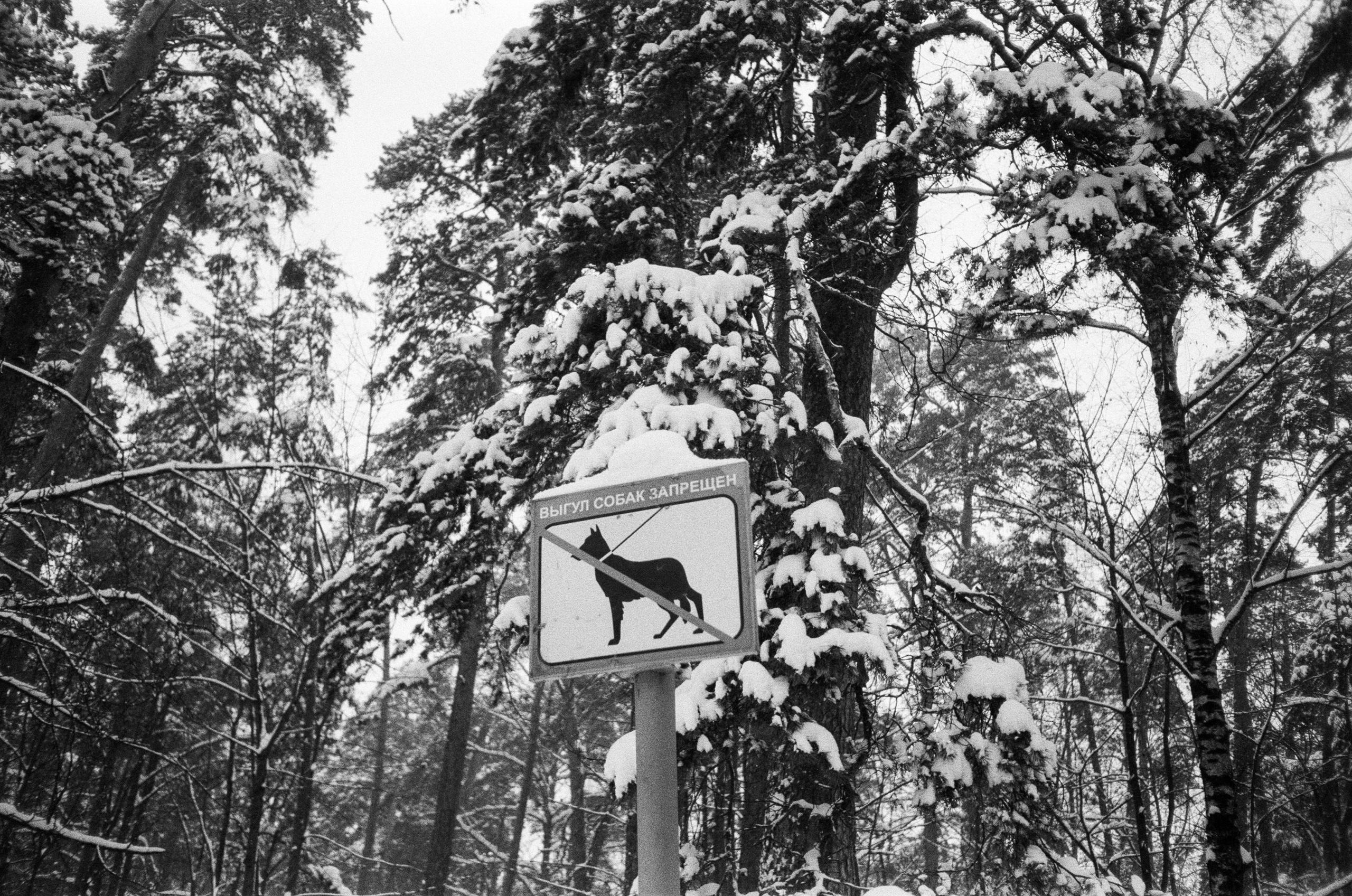 Серебряный Бор. Черно-белая зима. Фотограф-документалист Мария Осокина