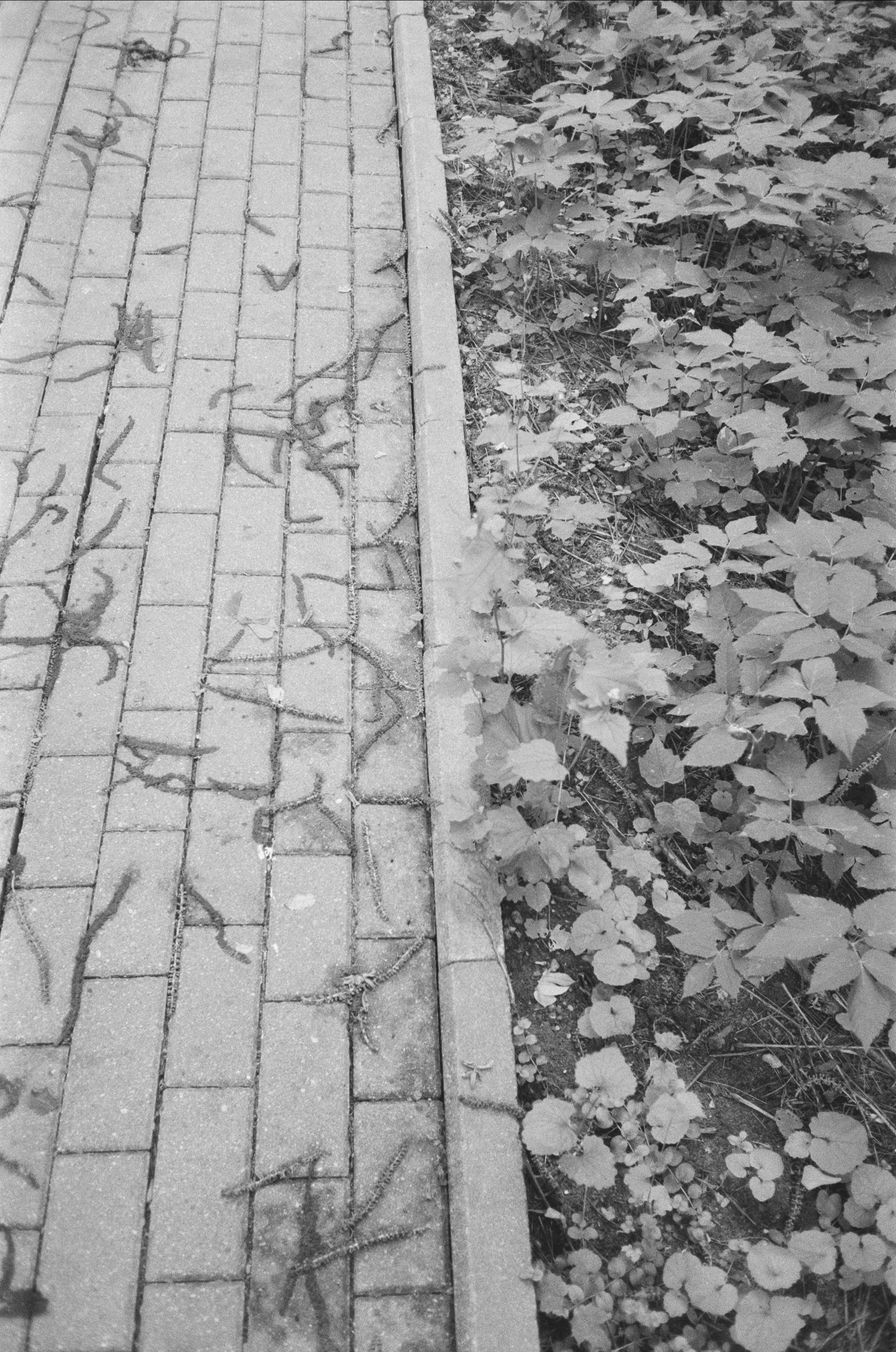 Серебряный Бор. Лето в ч/б. Фотограф-документалист Мария Осокина