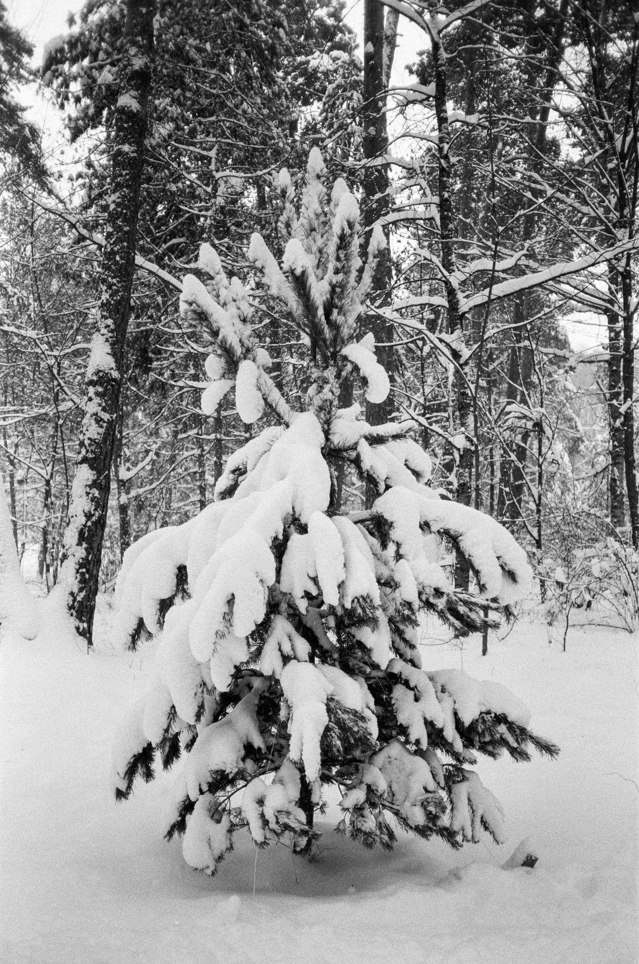 Серебряный Бор. Черно-белая зима. Фотограф-документалист Мария Осокина