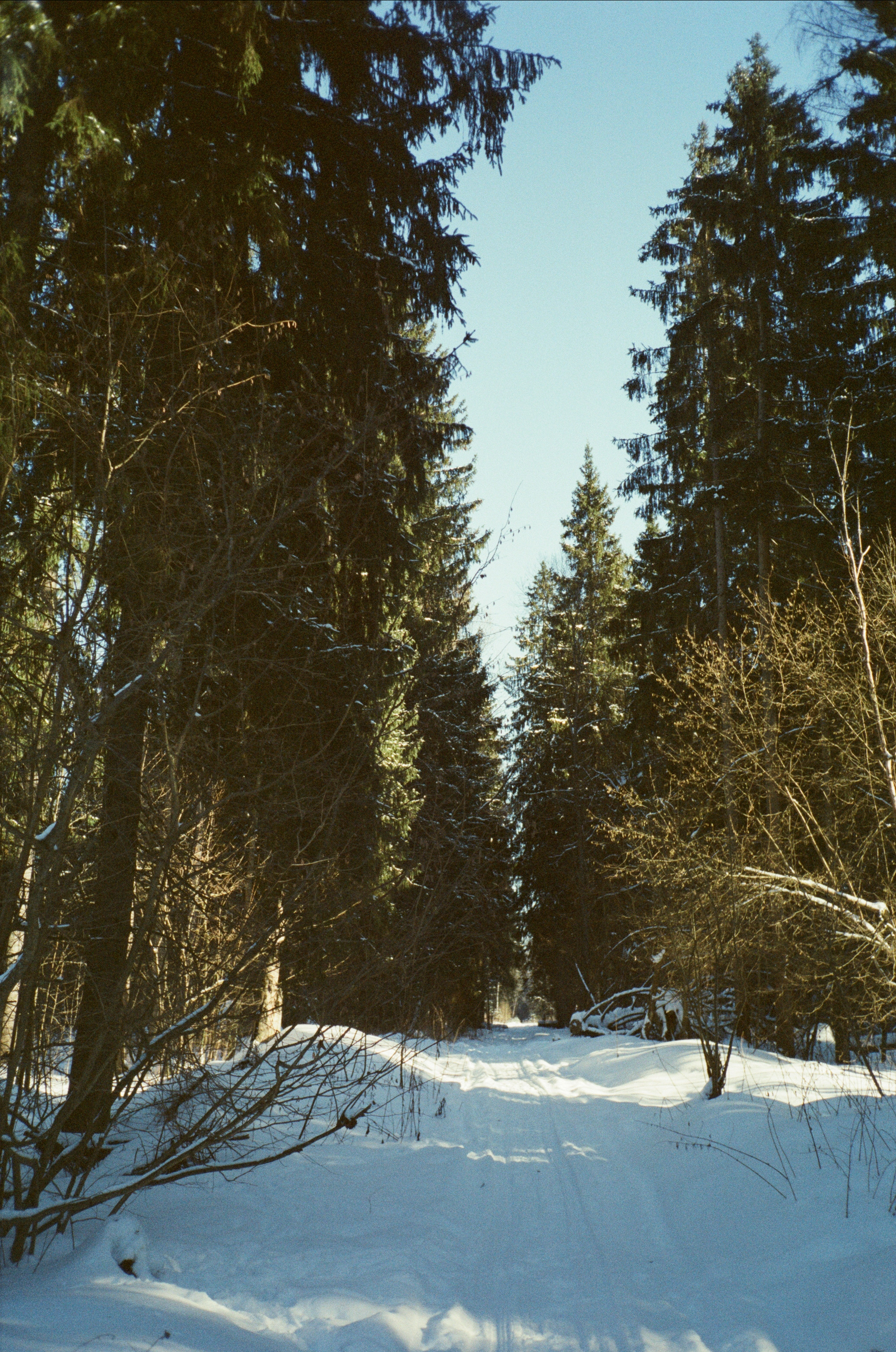 Лесная прогулка в День Рождения. Фотограф-документалист Мария Осокина