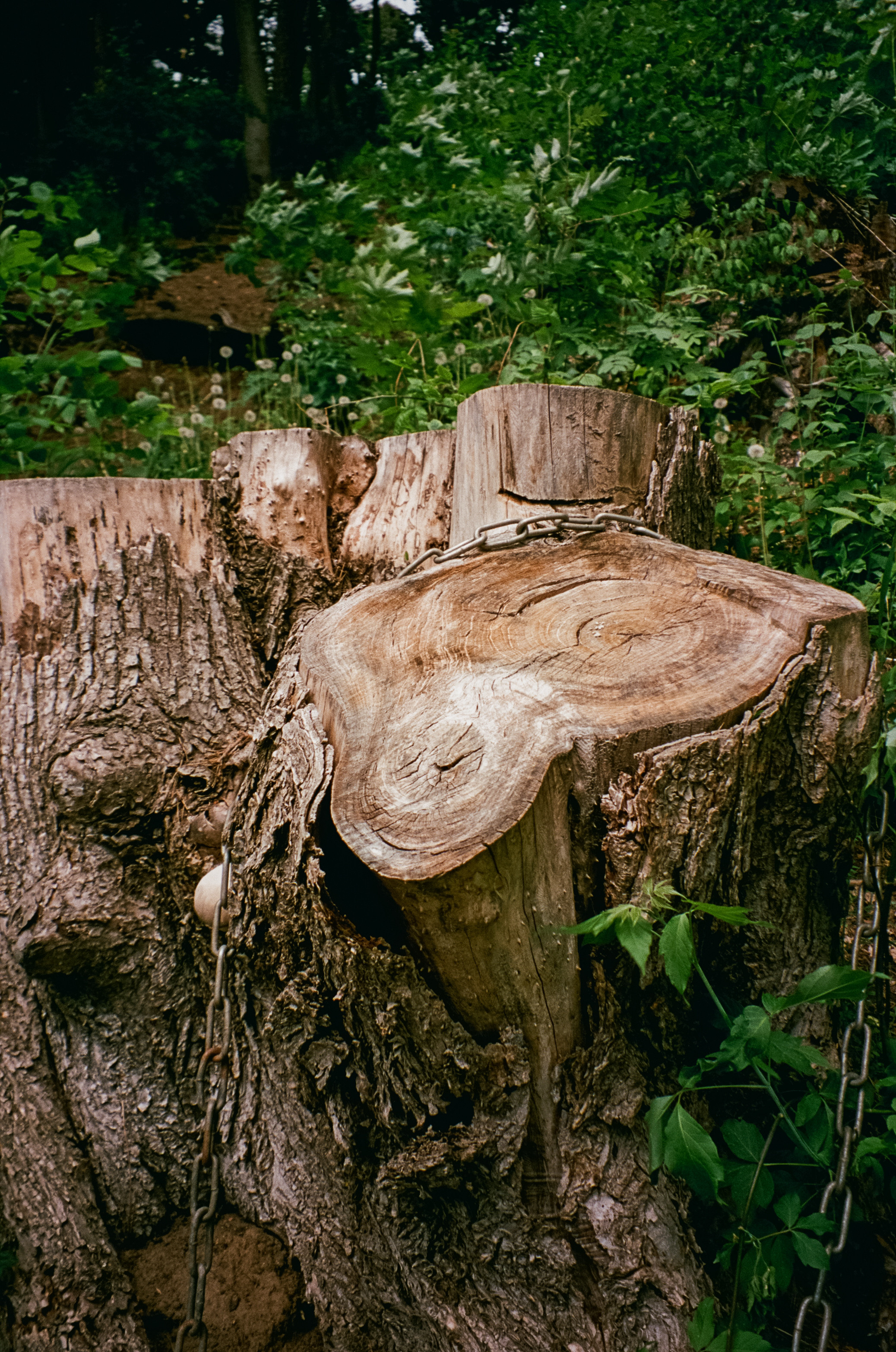 Архангельское. Июнь. Фотограф-документалист Мария Осокина
