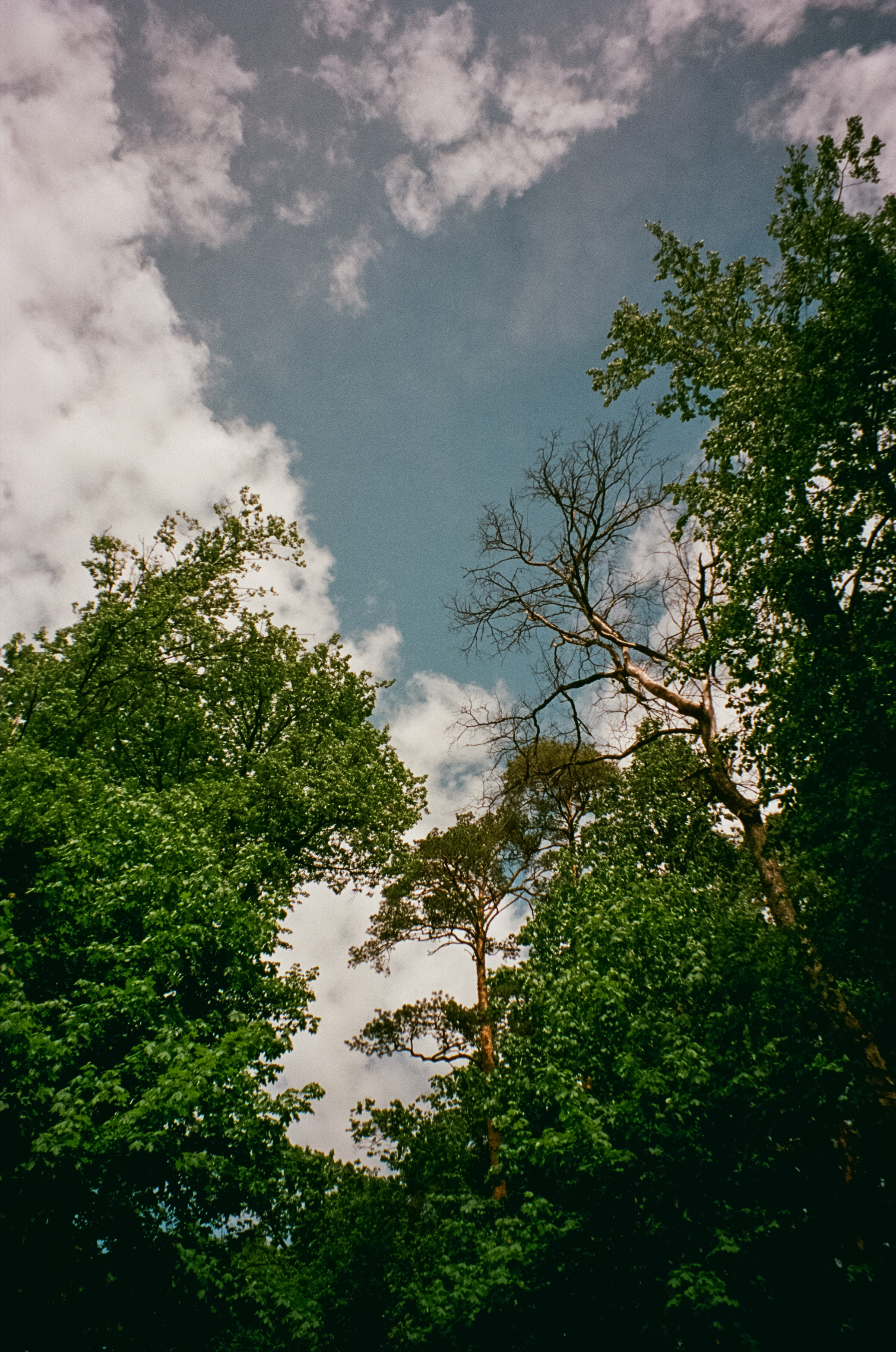 Архангельское. Июнь. Фотограф-документалист Мария Осокина