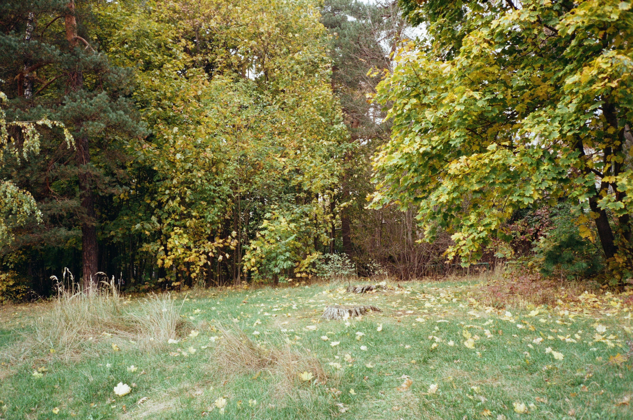 Серебряный Бор. Октябрь. Фотограф-документалист Мария Осокина