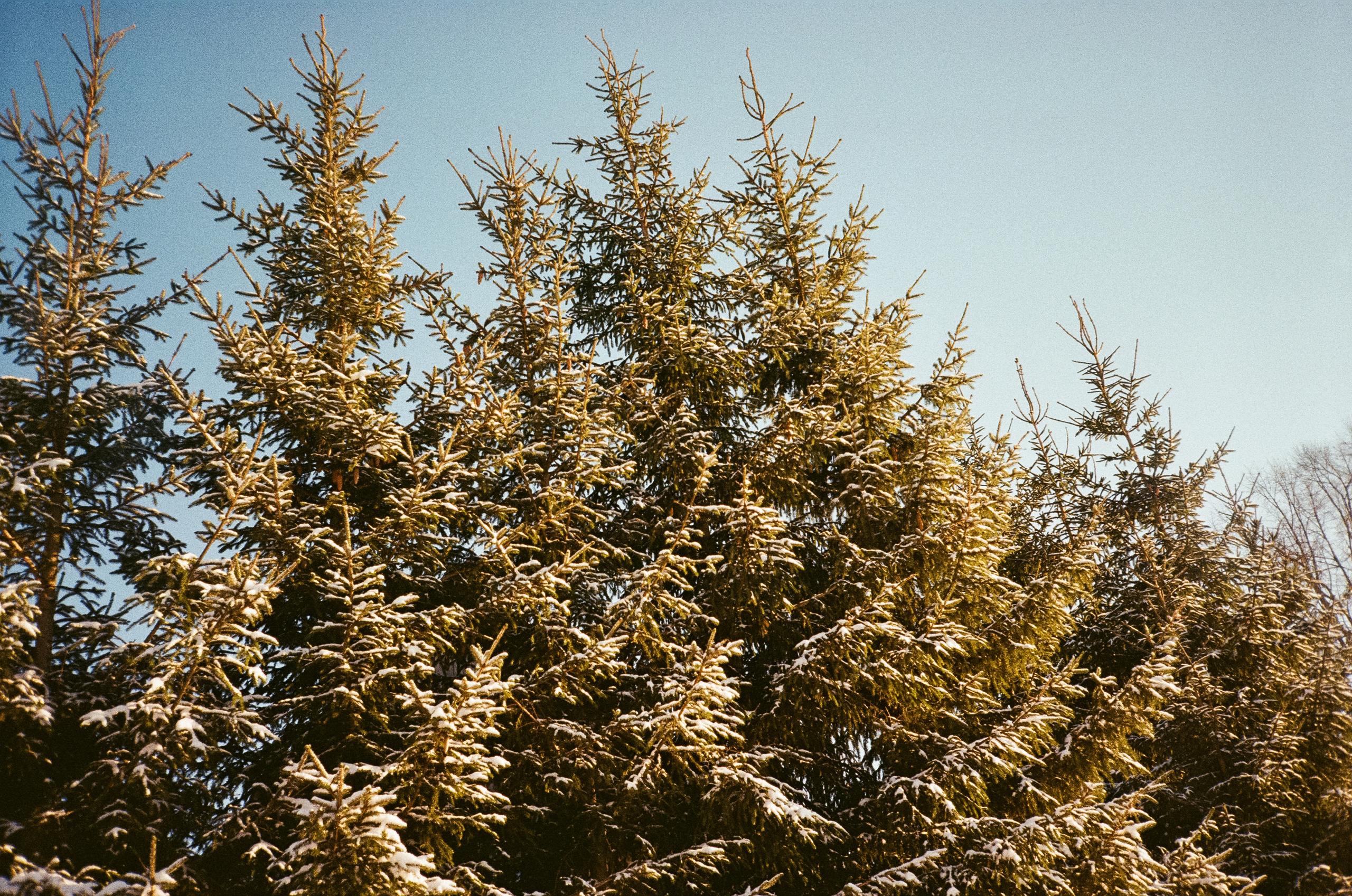 Деревня Лукино. Дорога. Фотограф-документалист Мария Осокина