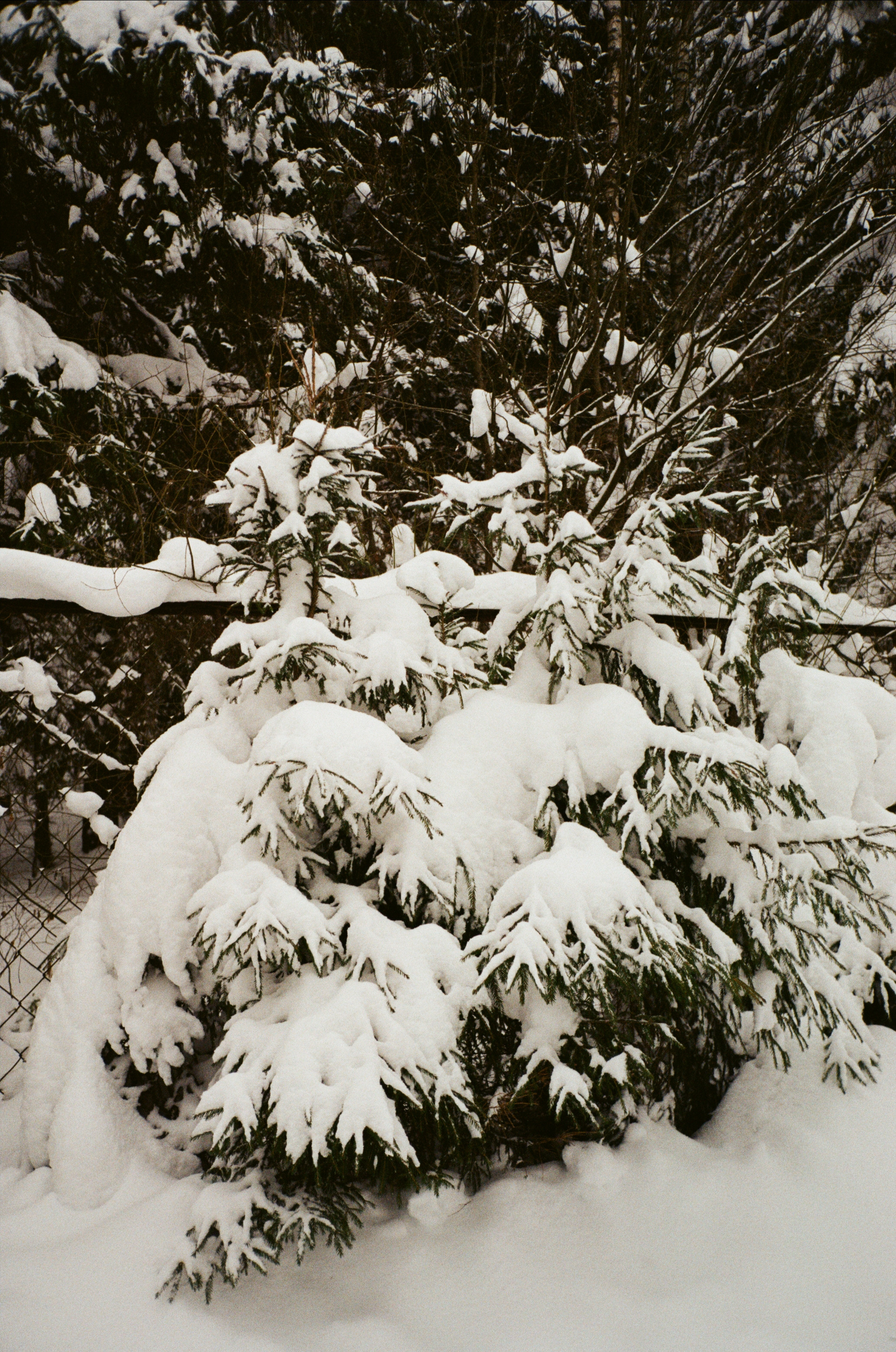Давыдовское. Снежный декабрь. Фотограф-документалист Мария Осокина