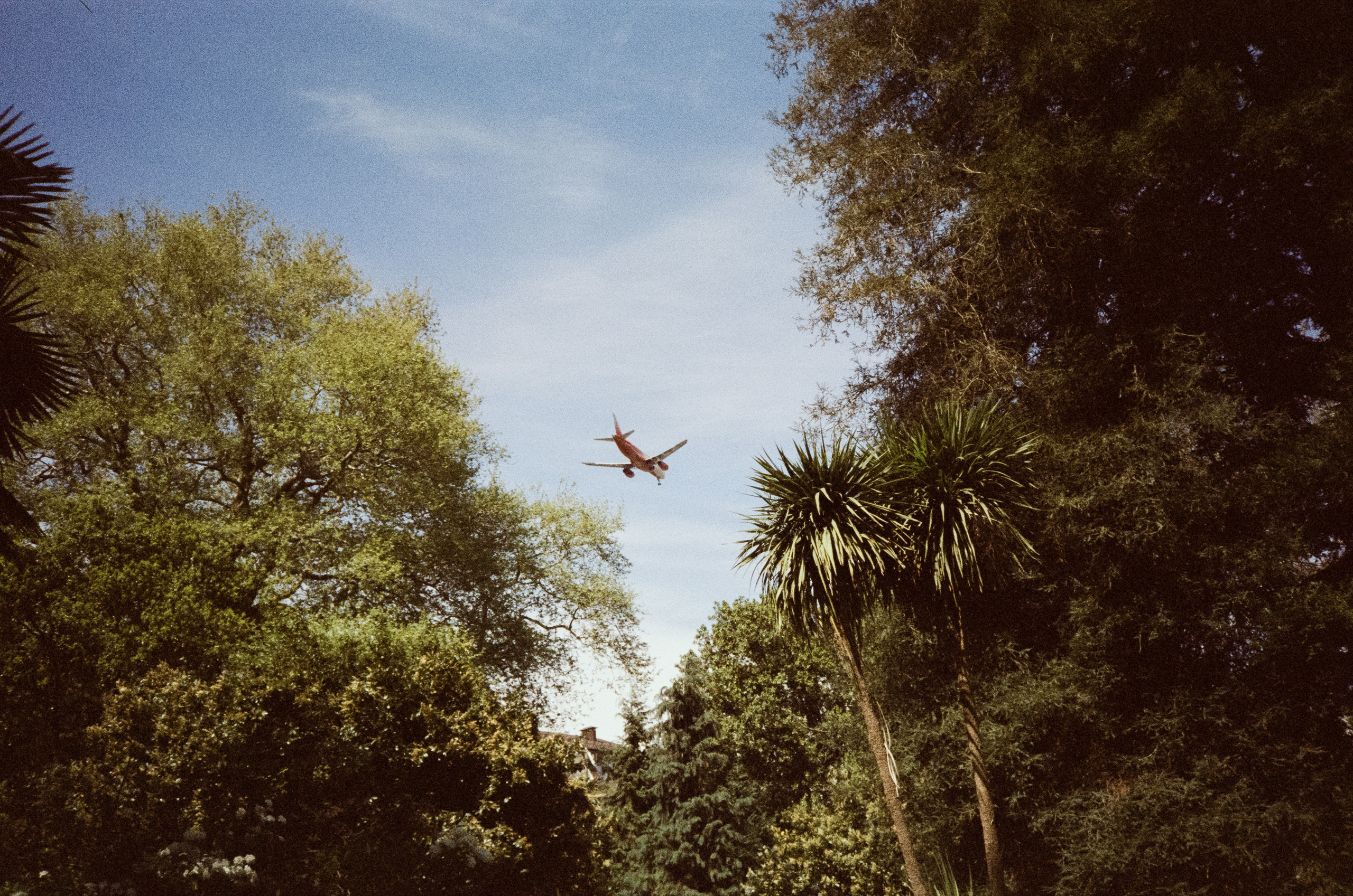 Южные культуры в Адлере. Самолеты. Фотограф-документалист Мария Осокина
