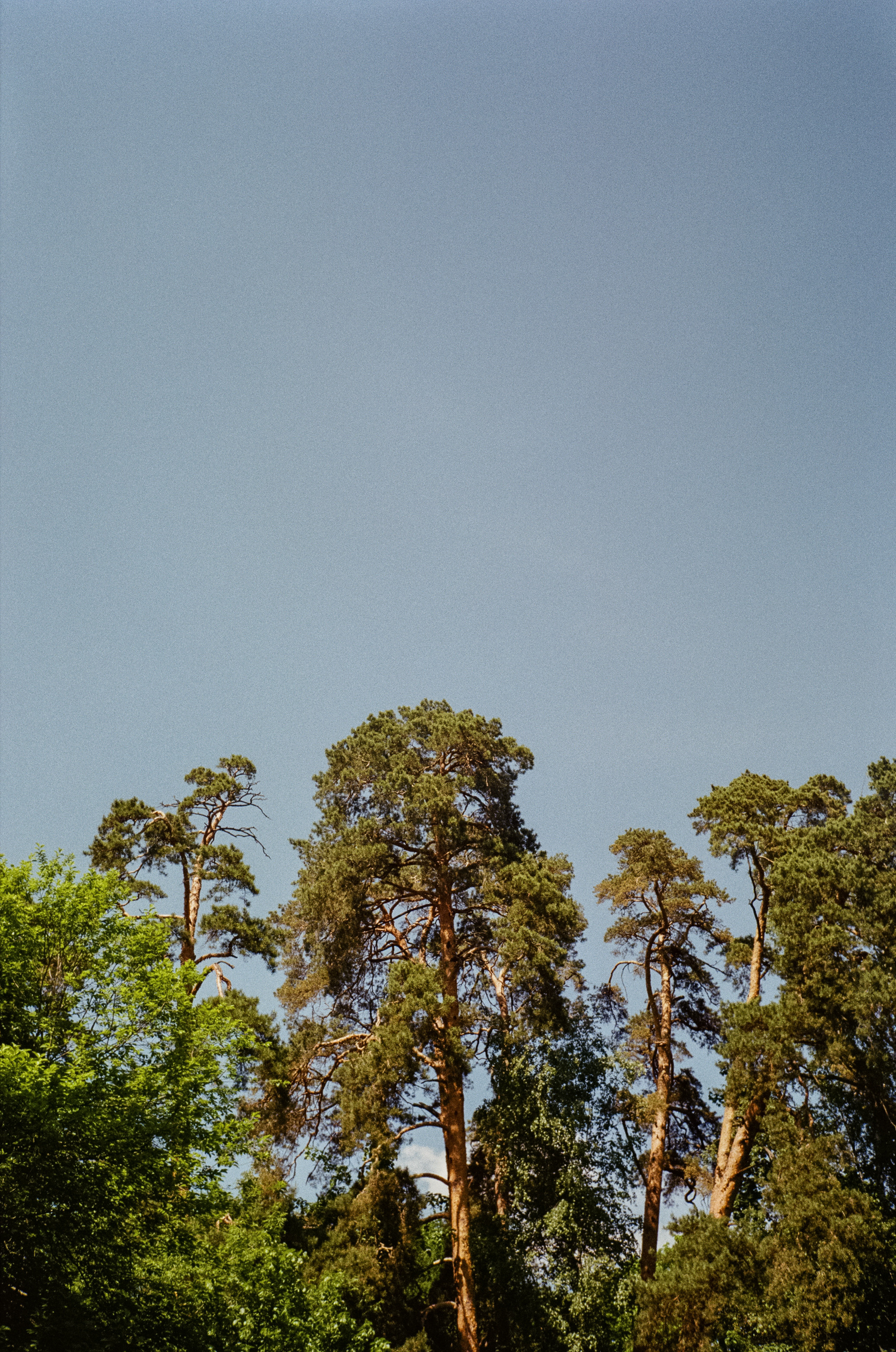 Серебряный Бор. Импрессионизм. Фотограф-документалист Мария Осокина