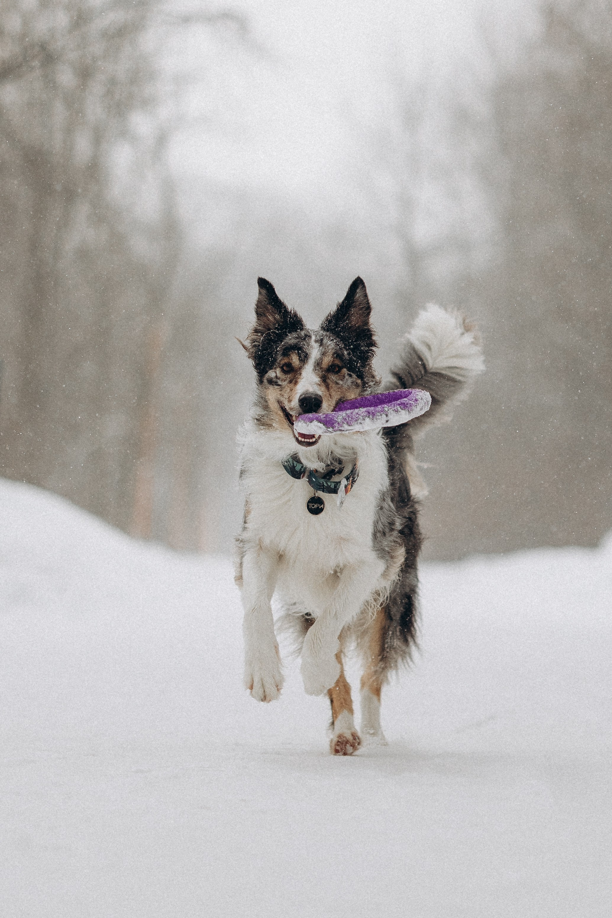 Настя и Тор. Фотораф — анималист Мария Шистка