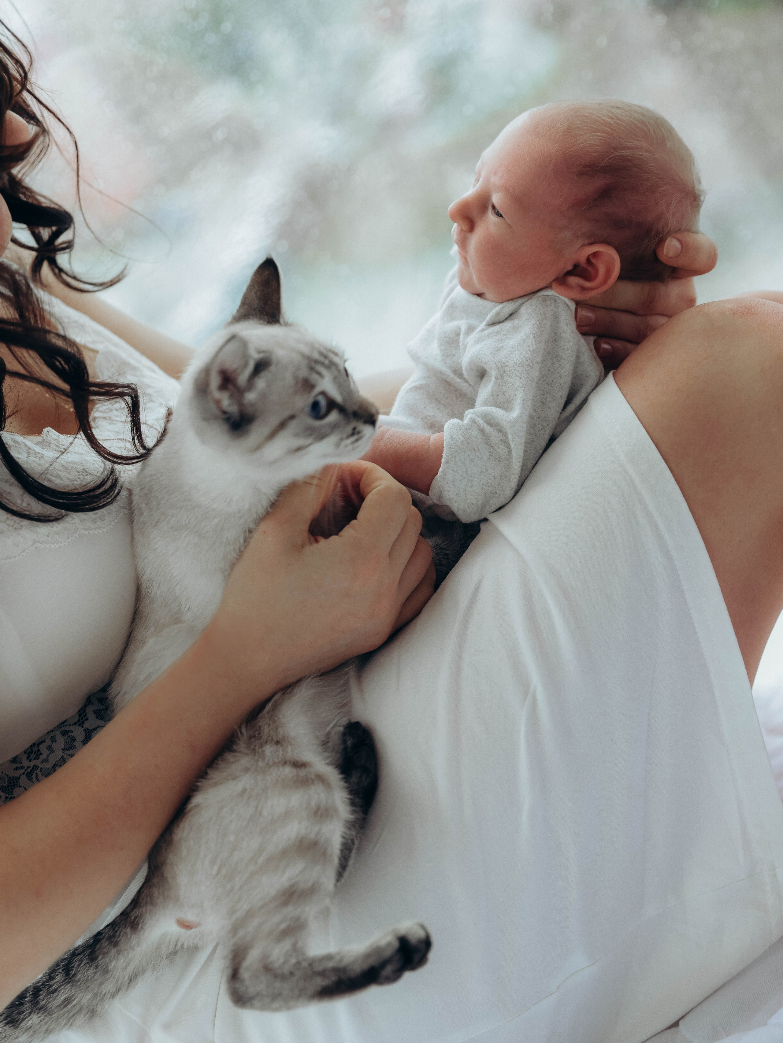 Любовь и котики. Мультифотограф Динара Ахмедзянова