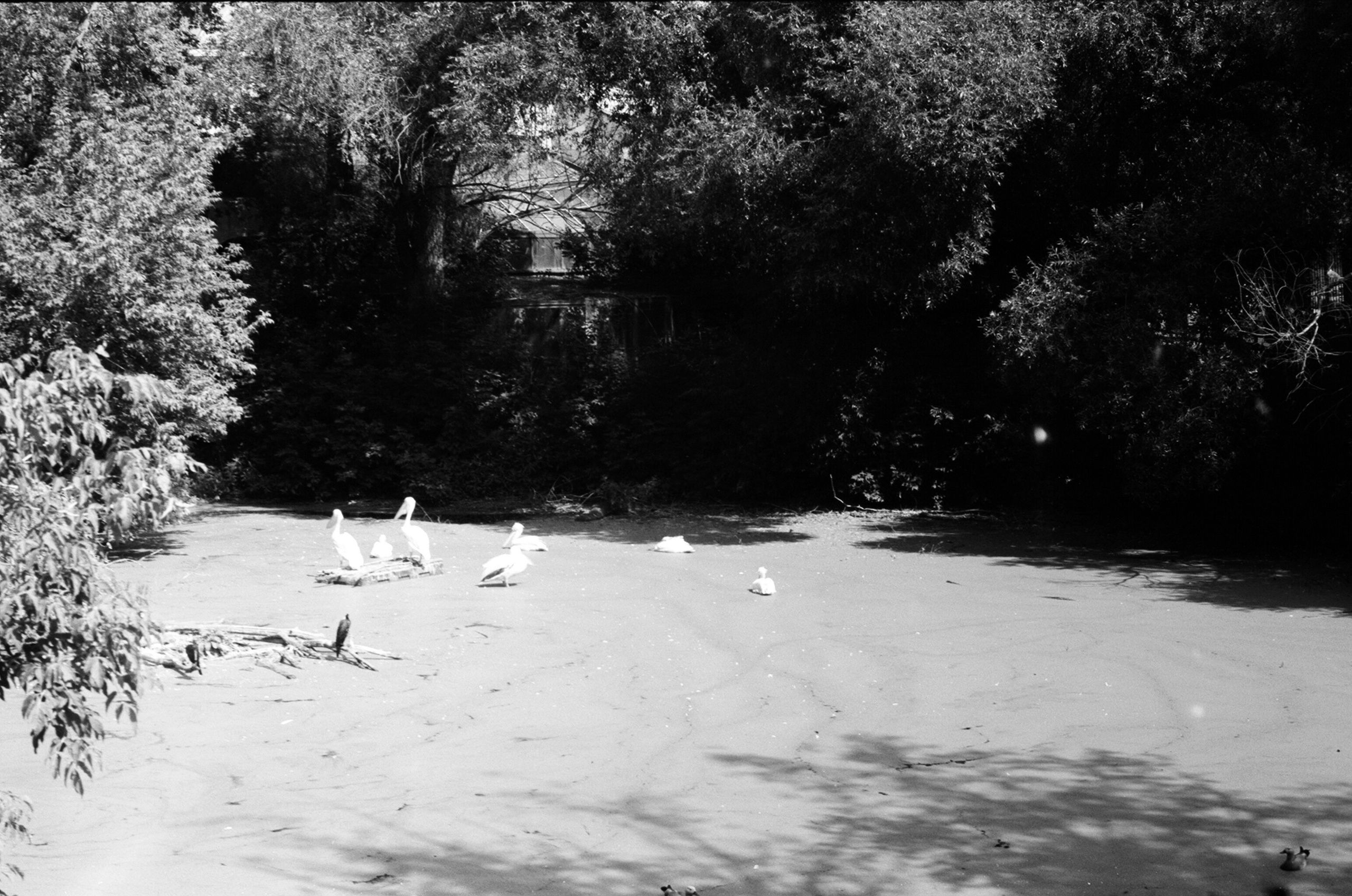 Альбом пленочных ЧБ-фото. Репортажный и семейный фотограф — Шелихов Сергей