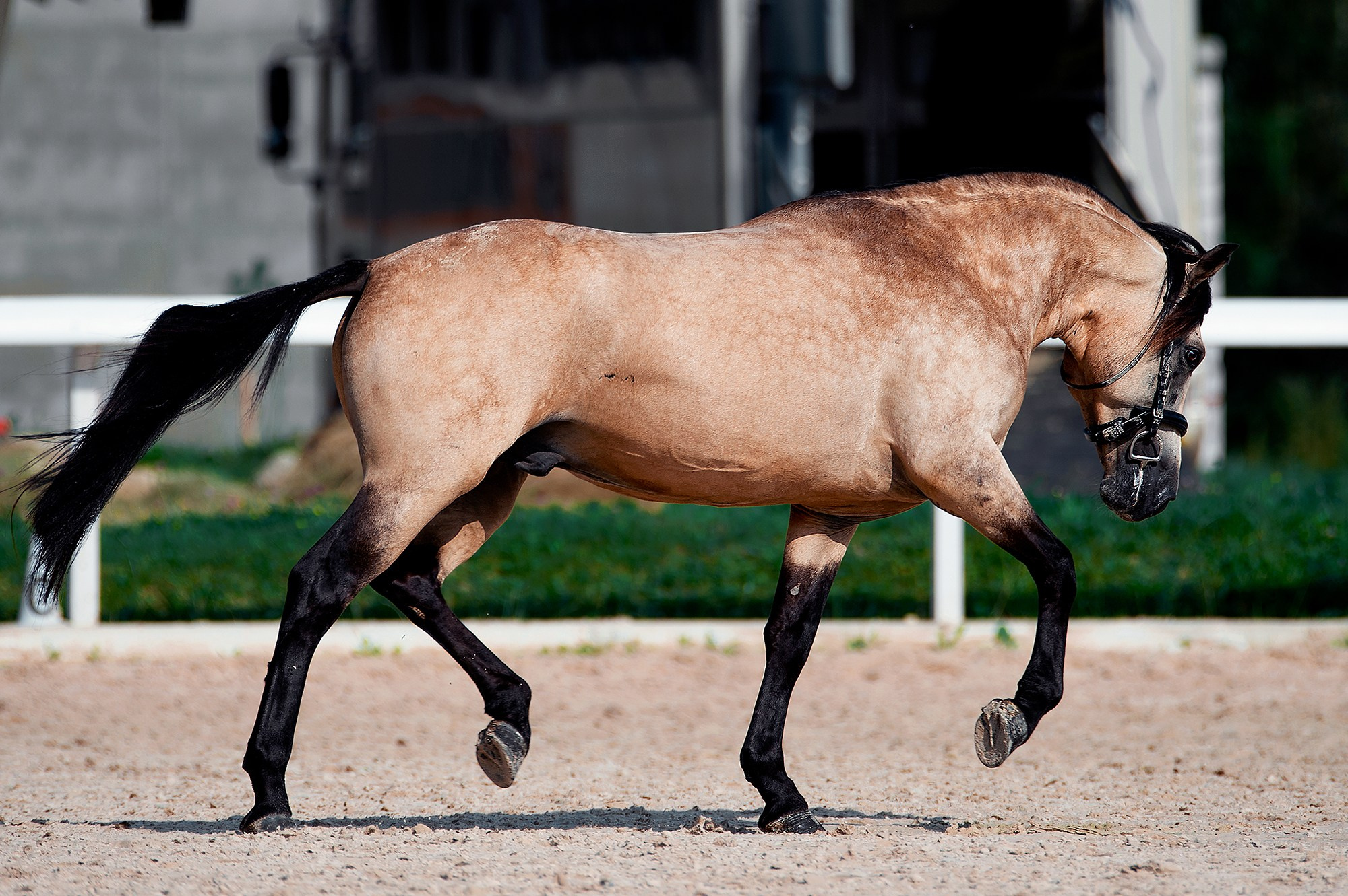 На свободе. Конный фотограф Alesya Safe