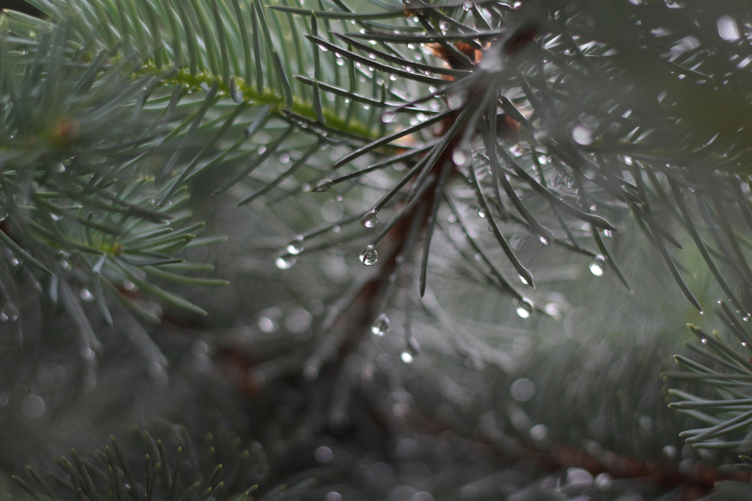 Старое природное, отбирала Katamount (Катерина Горохова). Главная