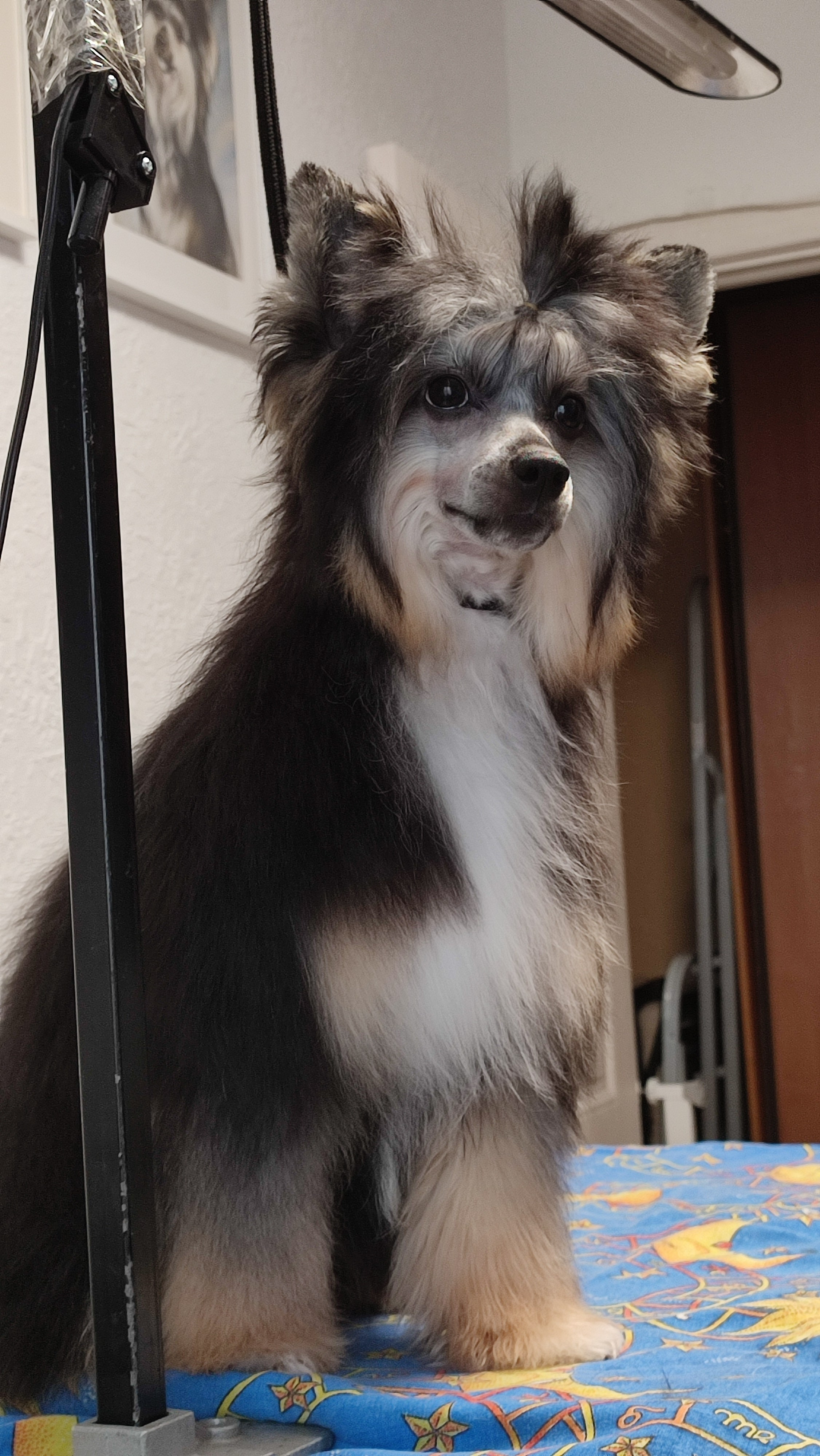 Нашей красавице Грэйсюше 7 месяцев. Питомник китайских хохлатых собак Poale Ell: купить щенка