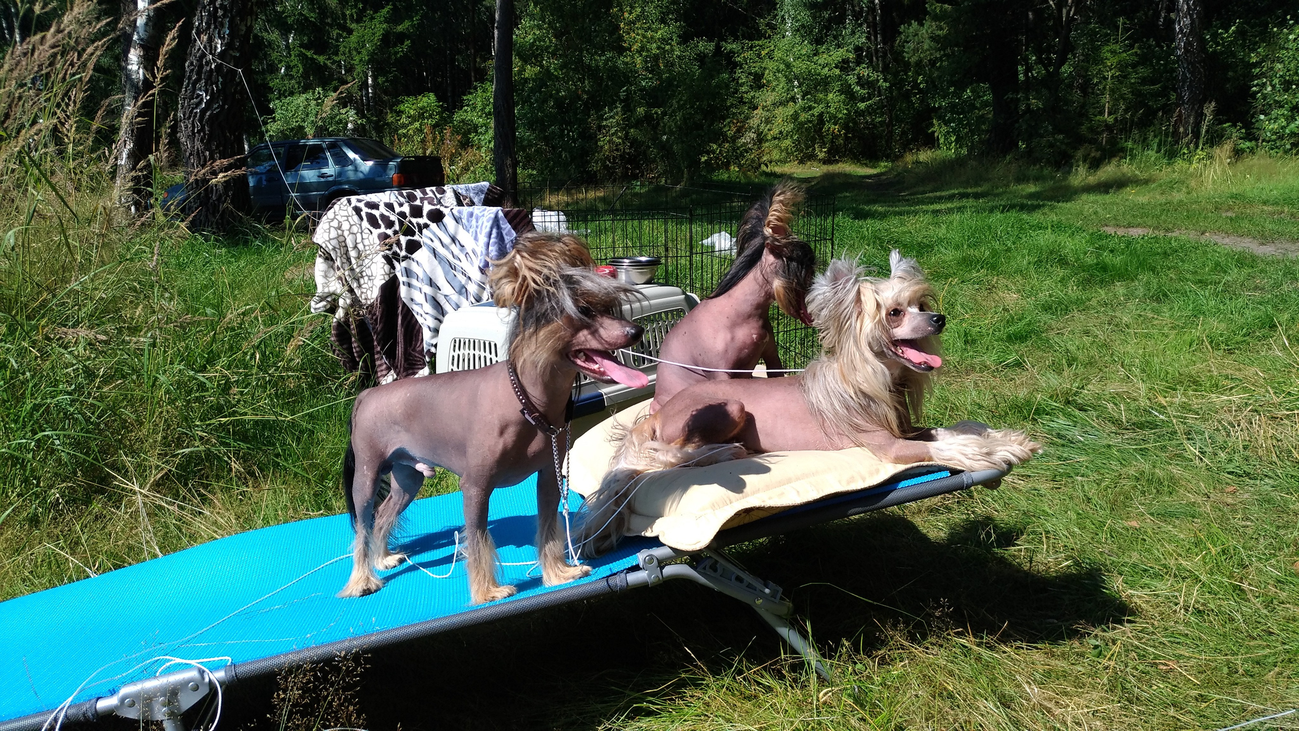 Hike to Konakovo. Poale Ell Chinese Crested Dog Kennel: Buy a puppy from the kennel