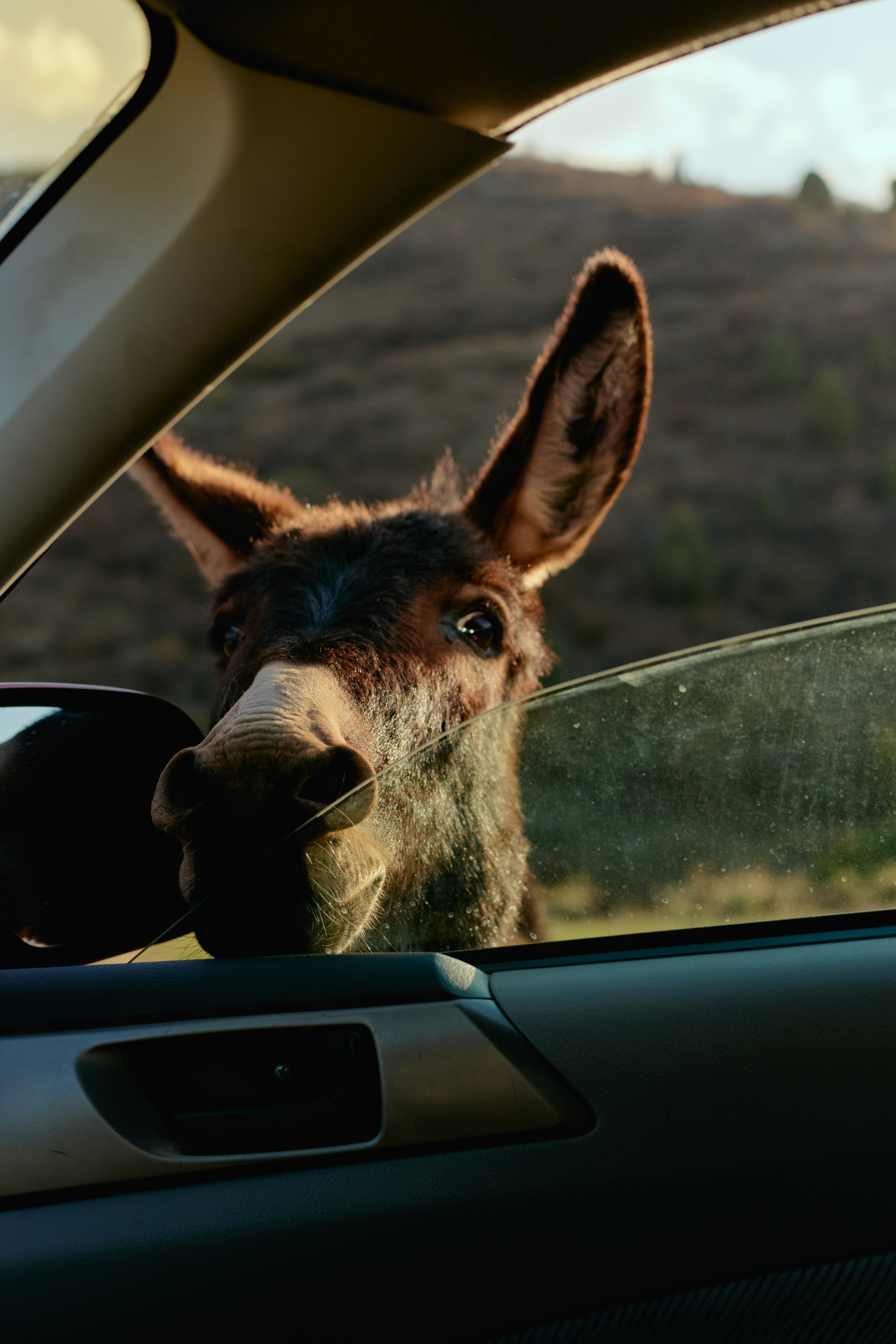 Кыргызтан. Профессиональный Фотограф во Владимире, в Москве и в Суздале — Полина Романычева